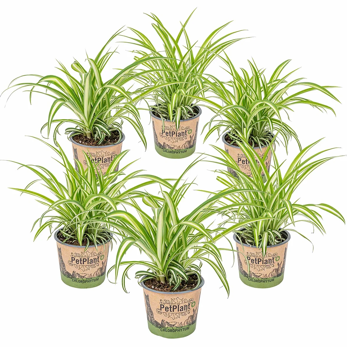 Bloomique Chlorophytum 'Variegatum' Plante araignée Dépolluante Hauteur 20-30 cm Pot 12 cm Lot de 6