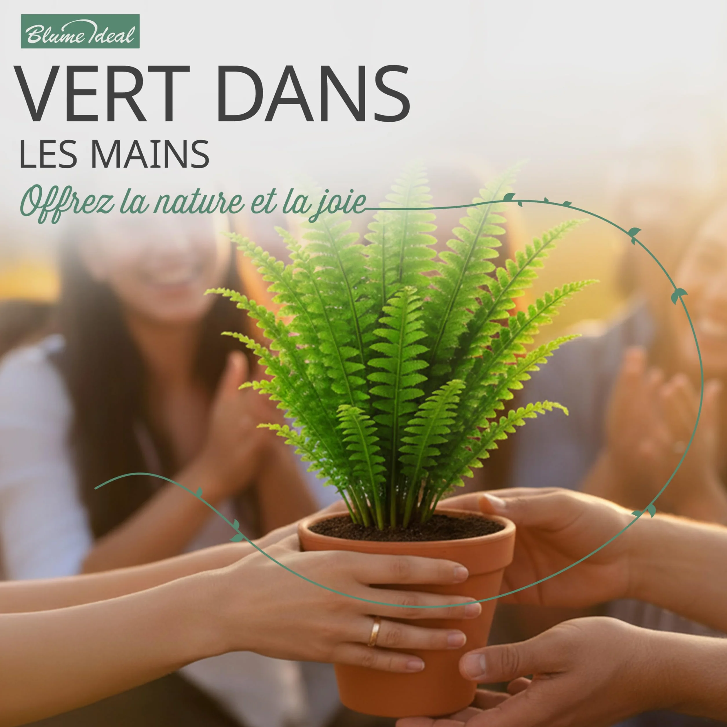 Lot de 8 plantes 40-70 cm Pot ø 12-15 cm Plantes intérieur