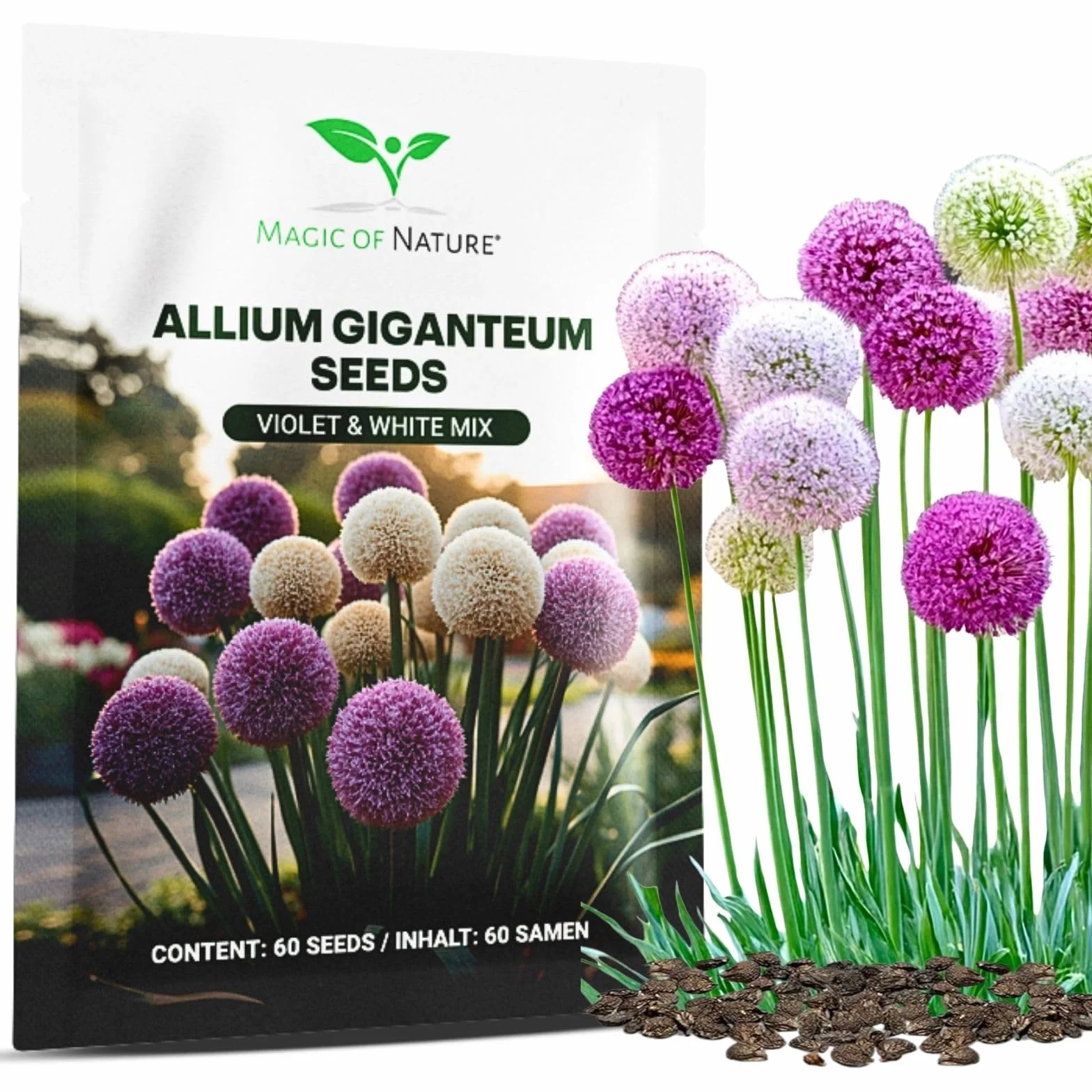 Graines d'Ail Géant Allium giganteum Mix Violet et Blanc 60 pces Semences Rustiques Mellifères
