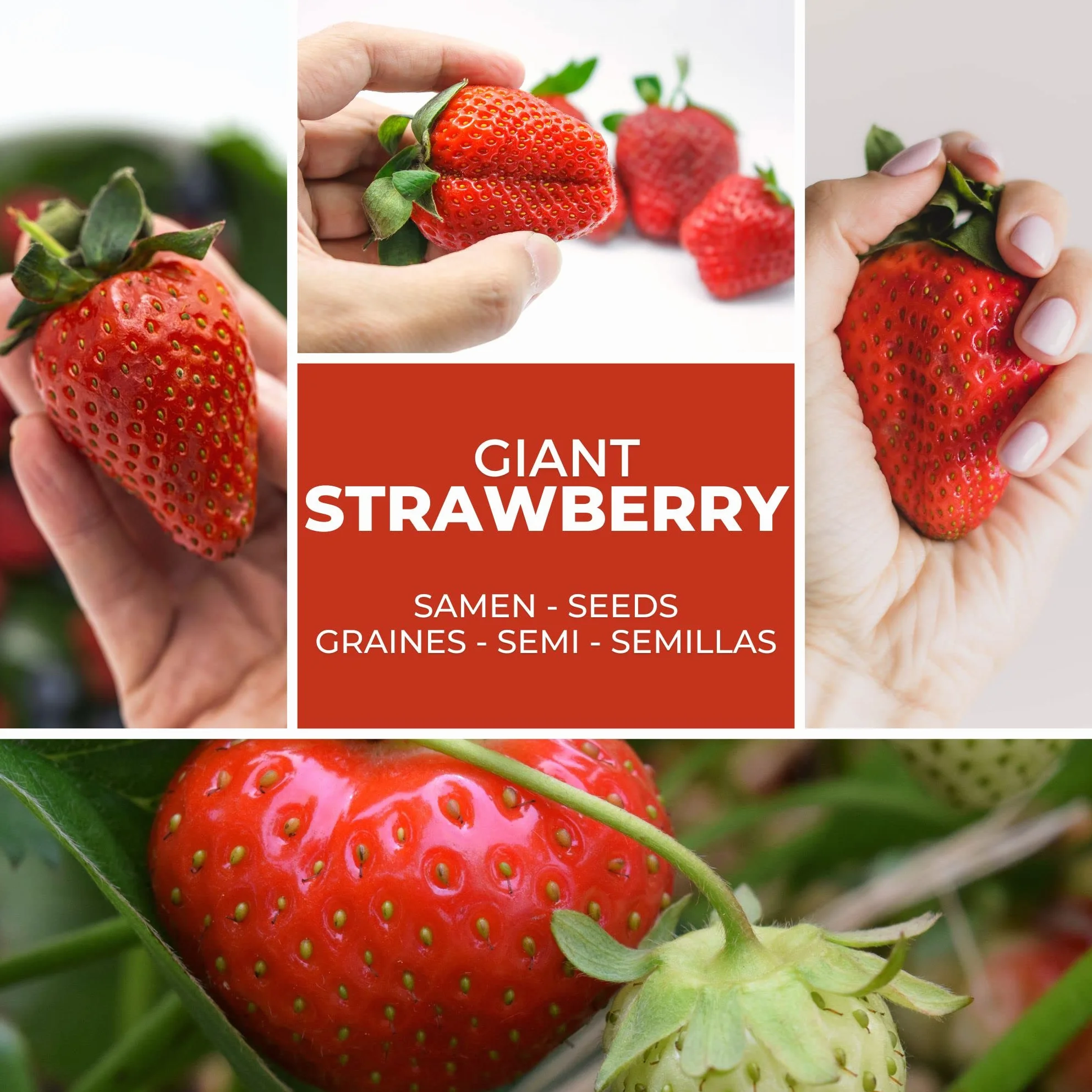 Graines de Fraises Géantes Giant 100 pcs – La plus grande fraise au monde – Fruits Sucrés – Rustique & Vivace