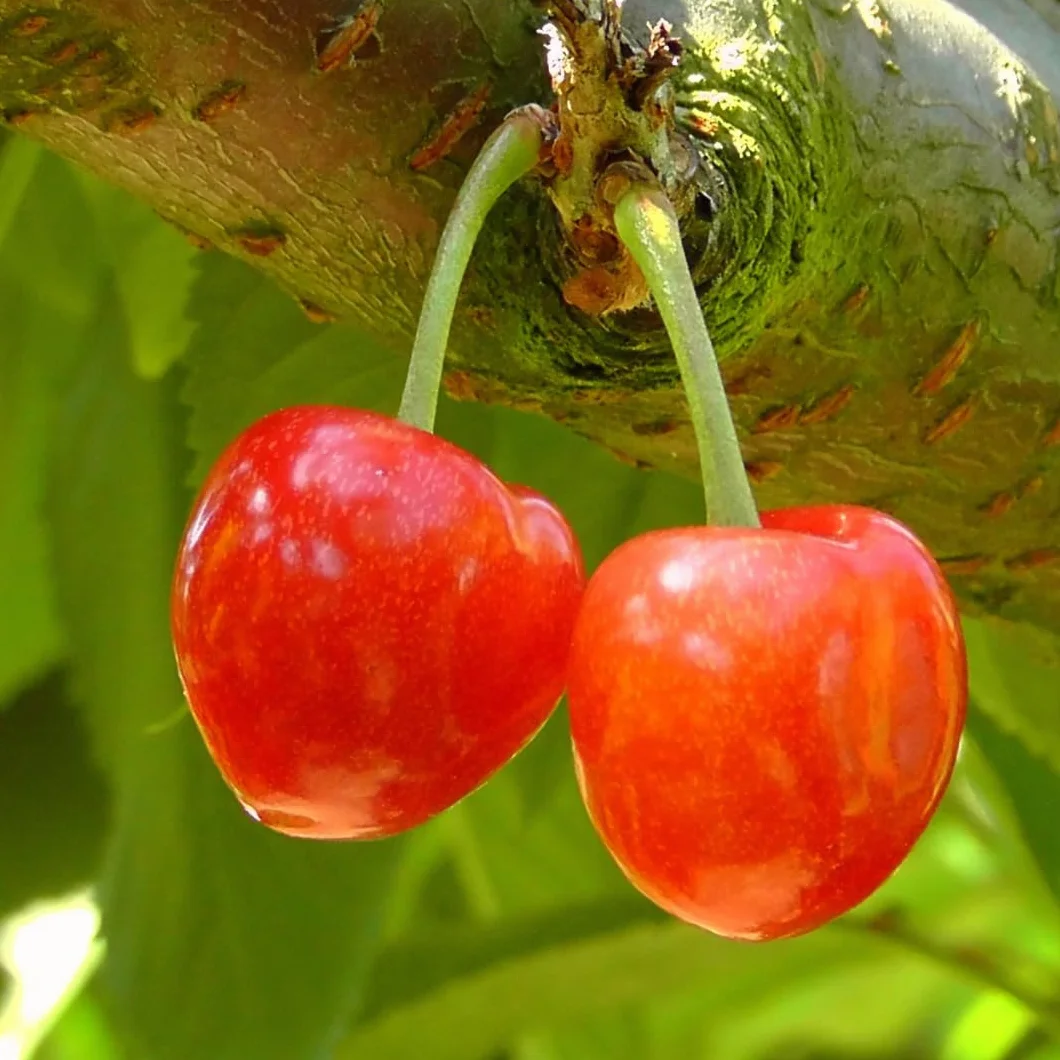 Cerisier doux Dolce Imperiale di Caserta plante fruitière autofertile pot 26 cm hauteur 180 cm âge 4 ans