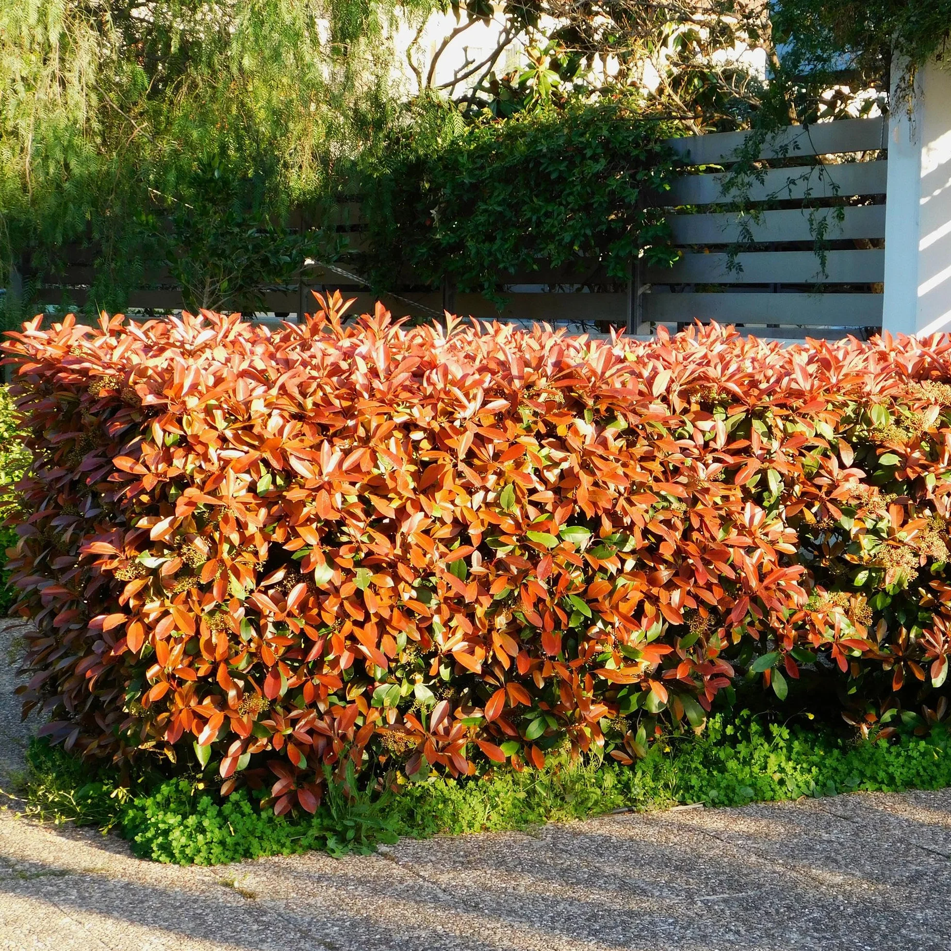 GreenboutiQ Photinia fraseri Red Robin haie 8 plantes persistant pot 9cm 30-35cm