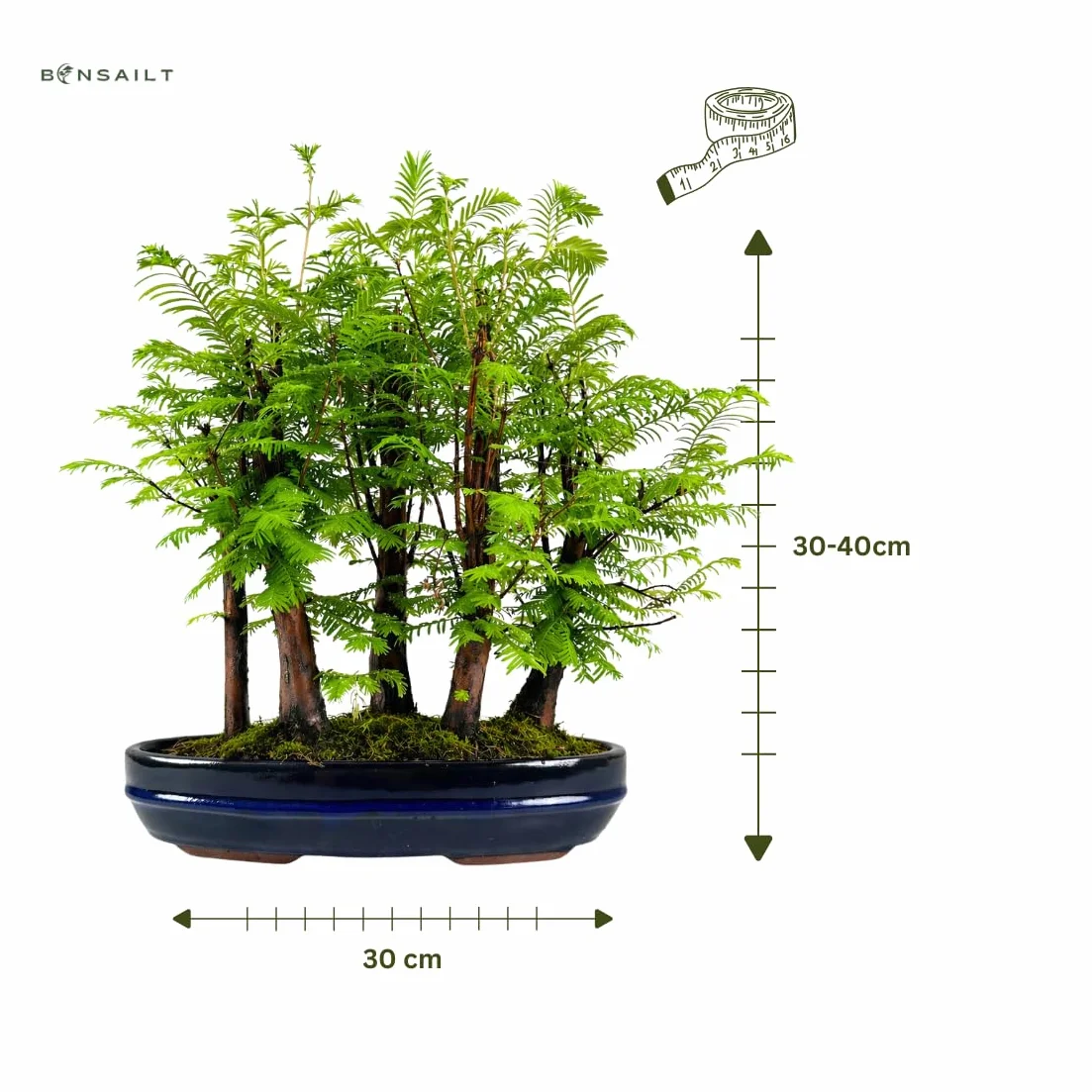 Forêt Métaséquoia Bonsaï 29 cm Arbre préhistorique vivant d'intérieur/extérieur Plante décorative