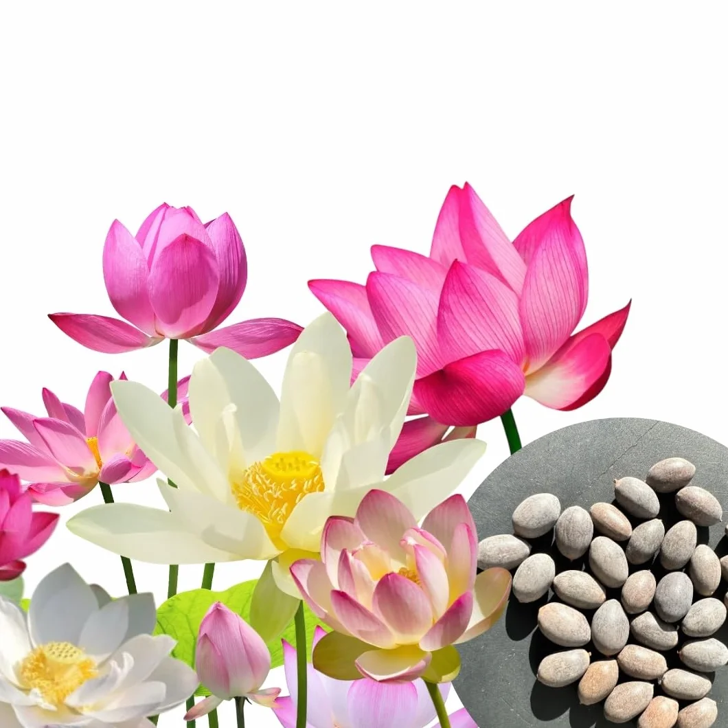 Graines de lotus Nelumbo nucifera 3 couleurs Bonsai plante aquatique étang jardin 30 pcs