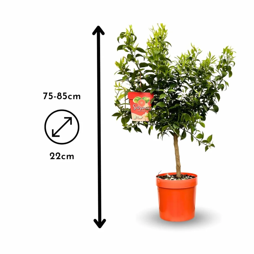 Attitude Jardin Mandarinier Satsuma Citrus Unshiu Arbre Fruitier 75-85 cm ⌀ 22 cm Résiste au Gel
