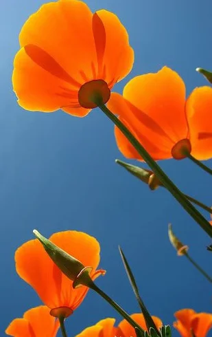 Pavot de Californie Graines de fleurs 1000 Orange