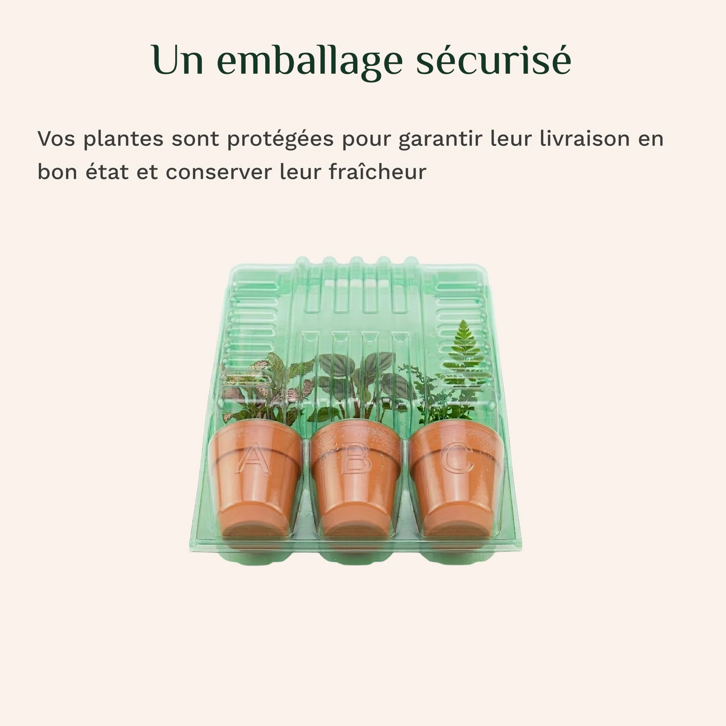 Plantes Terrarium Personnalisable Pack 5 – Ficus Ginseng Fittonia Hypoestes Coffea Mousse – Mini Plantes d'intérieur