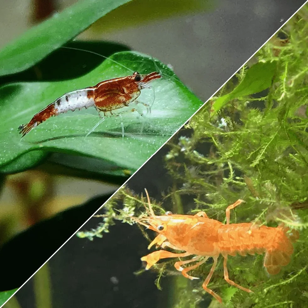 Lebonaqua Crevettes Rili Sakura Rouge Écrevisses naines Cambarellus Patzcuarensis Orange CPO Aquarium d'eau Douce