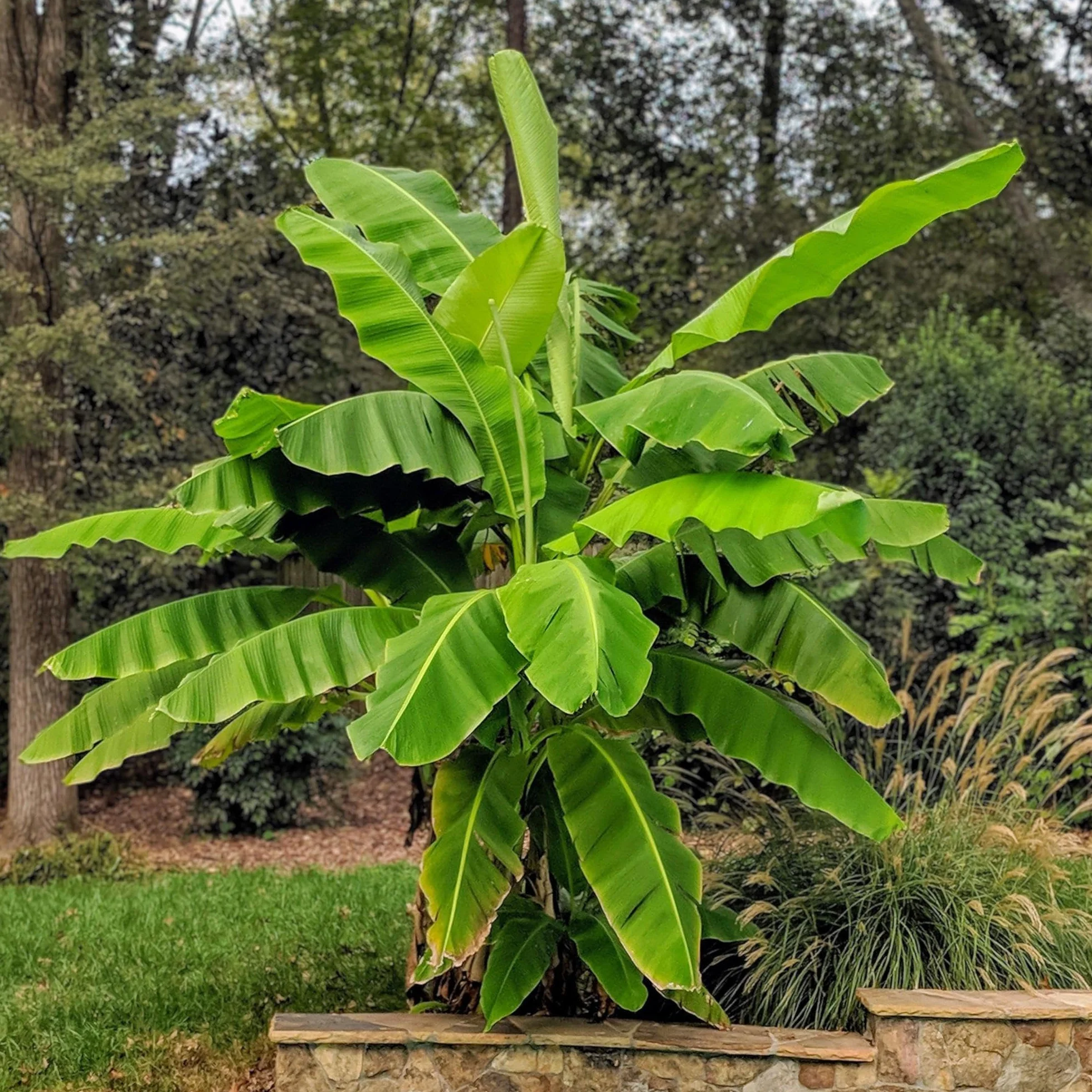 Musa Basjoo Banane Fibreuse Japonaise Plante Fruit Résistante au Froid Pot 21cm Hauteur 70-90cm
