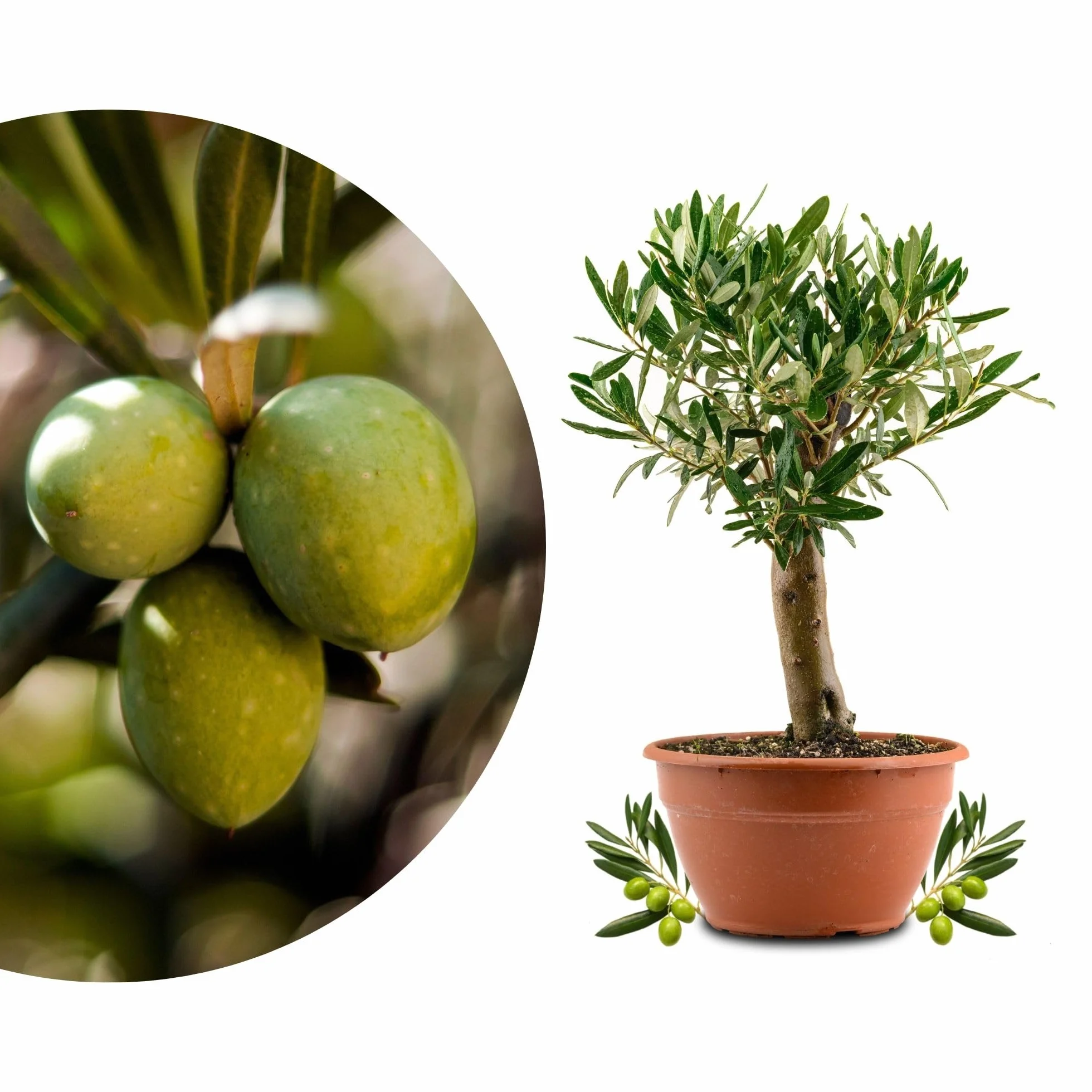 Bonsaï Olivier Véritable Olea Europaea - Petit Olivier Arbre à Olives Vieille Souche Pot Ø 20 cm