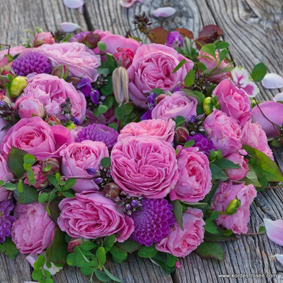 Rosier 'Rosierngräfin Marie Henriëtte' Parfuma pot 25-30 cm