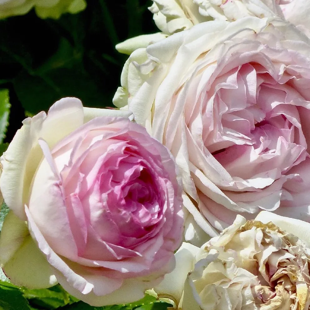 Rosa 'Pierre de Ronsard' Rosier Grimpant Pot 25-30 cm