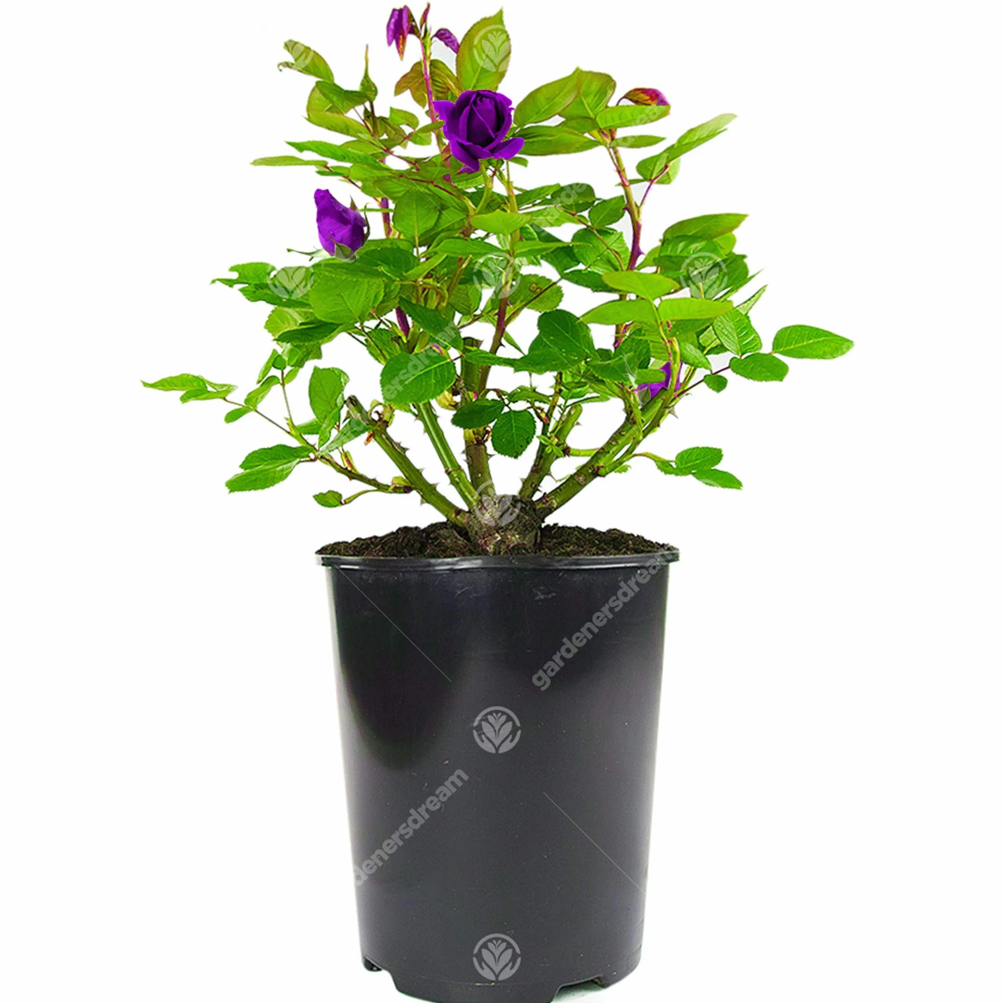Magnifique Rosier Violet/Lilas en pot | Rosiers de jardin haut de gamme avec fleurs colorées en été