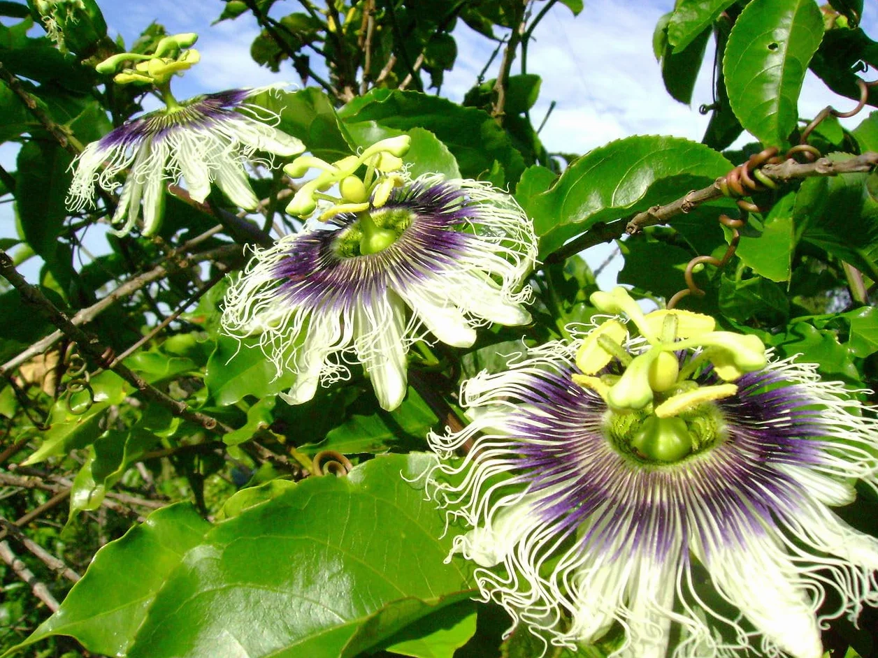 Fruit de la Passion Passiflora Edulis - 25 Graines Plante Grimpante Comestible