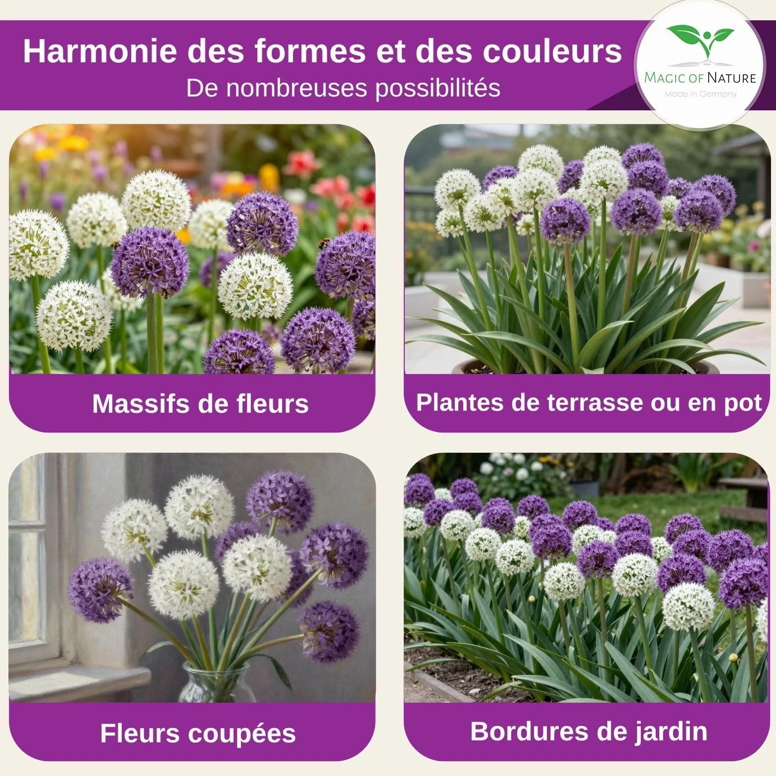 Graines d'Ail Géant Allium giganteum Mix Violet et Blanc 60 pces Semences Rustiques Mellifères