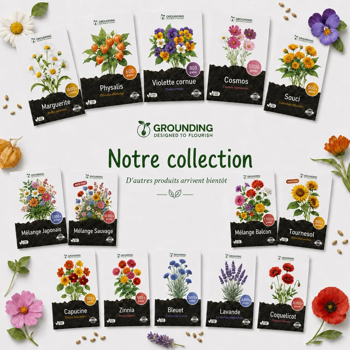 Graines de Coquelicot Rouge Flanders Papaver rhoeas 35000 graines Tapis de fleurs rouges hauteur 50-60 cm