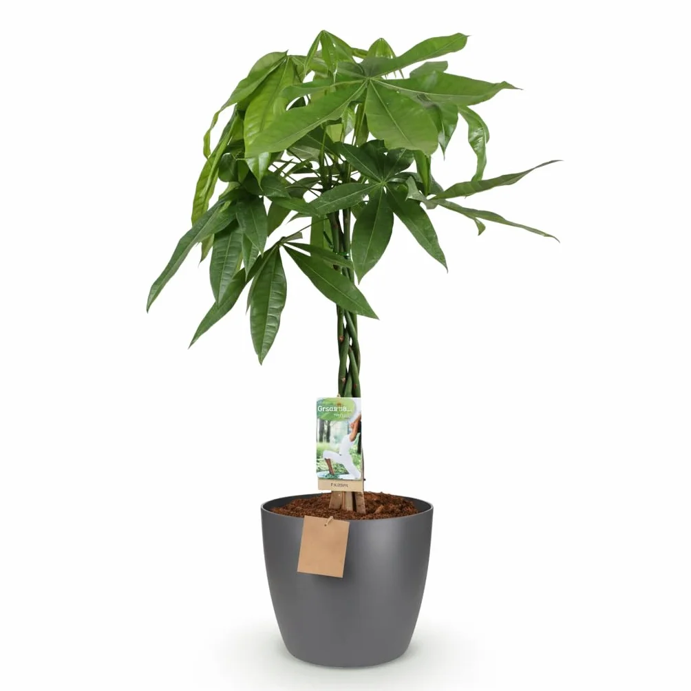Pachira Aquatica Plante d'intérieur Arbre à monnaie Vert Pot 21cm Hauteur 75-85cm