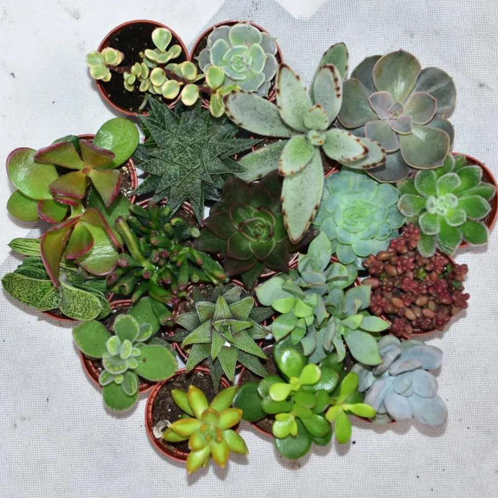 Succulentes Naturelles en pot 5.5 cm Lot de 30 Hauteur 5-10 cm Mélange Petites Variétés Plantes Grasses d'Intérieur
