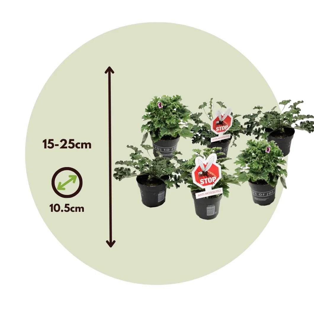Set de 6 Géranium Pelargonium Orange Fizz, Pink Capitatum, Lizzy - Plante anti-moustique - Pot 10,5cm - Hauteur 15-25cm