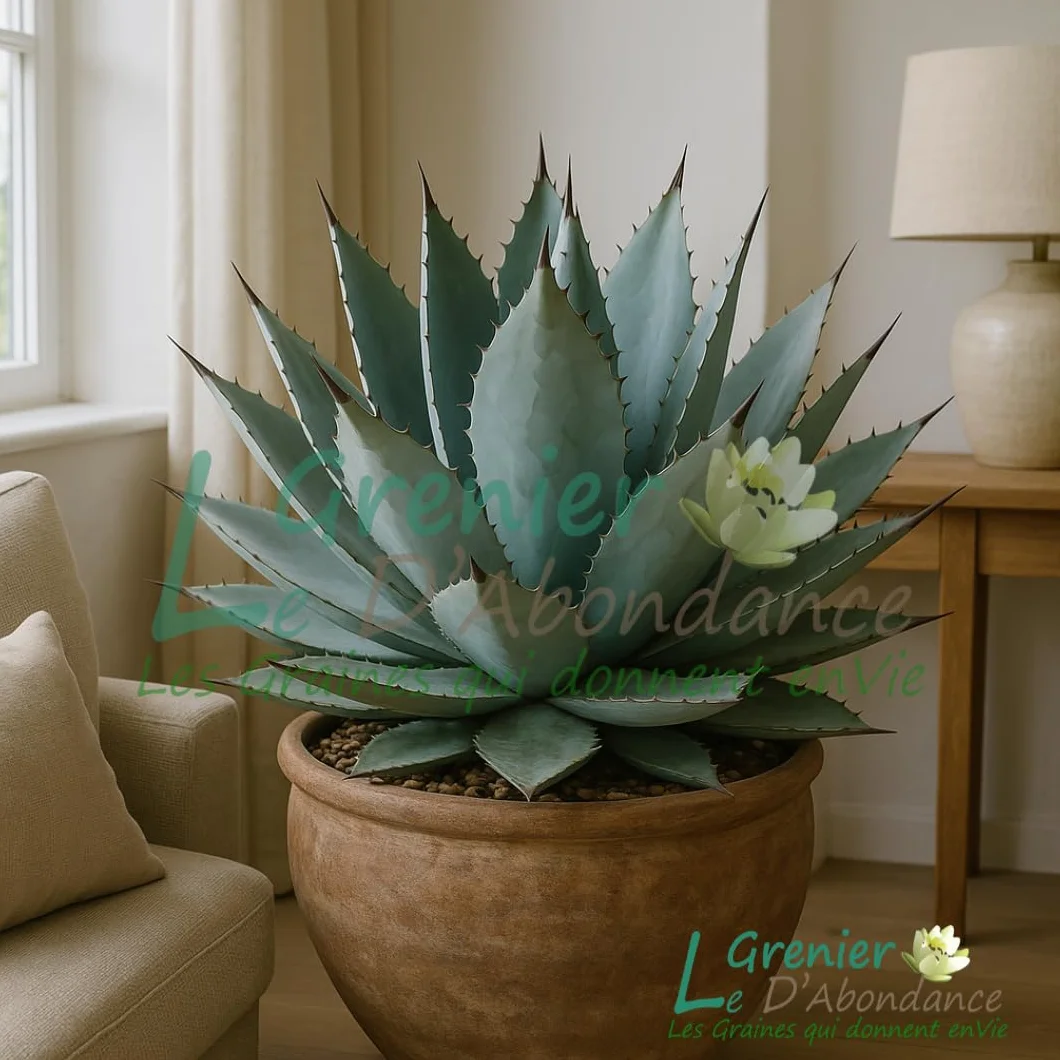 AGAVE HAVARDIANA 25 graines à semer - Le Grenier d'Abondance - Plante Succulente