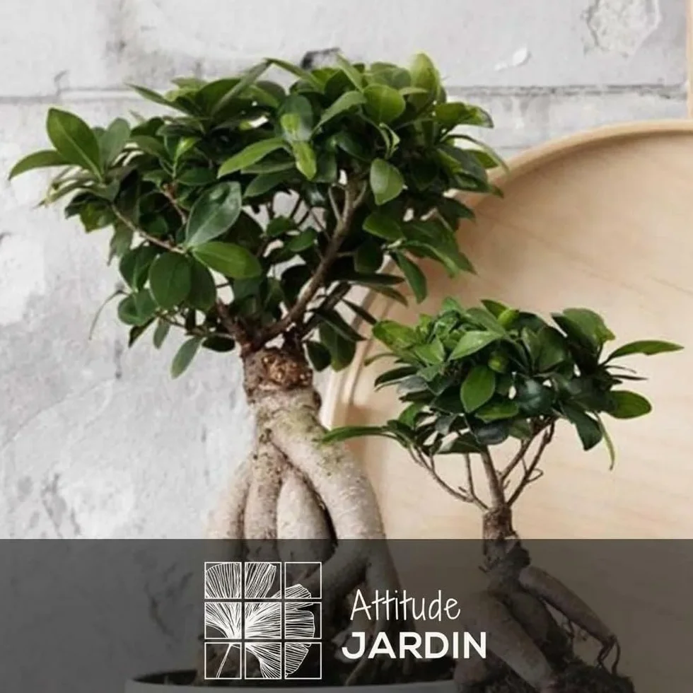 Ficus ginseng bonsai 80-90 cm ⌀ 25 cm plante d'intérieur