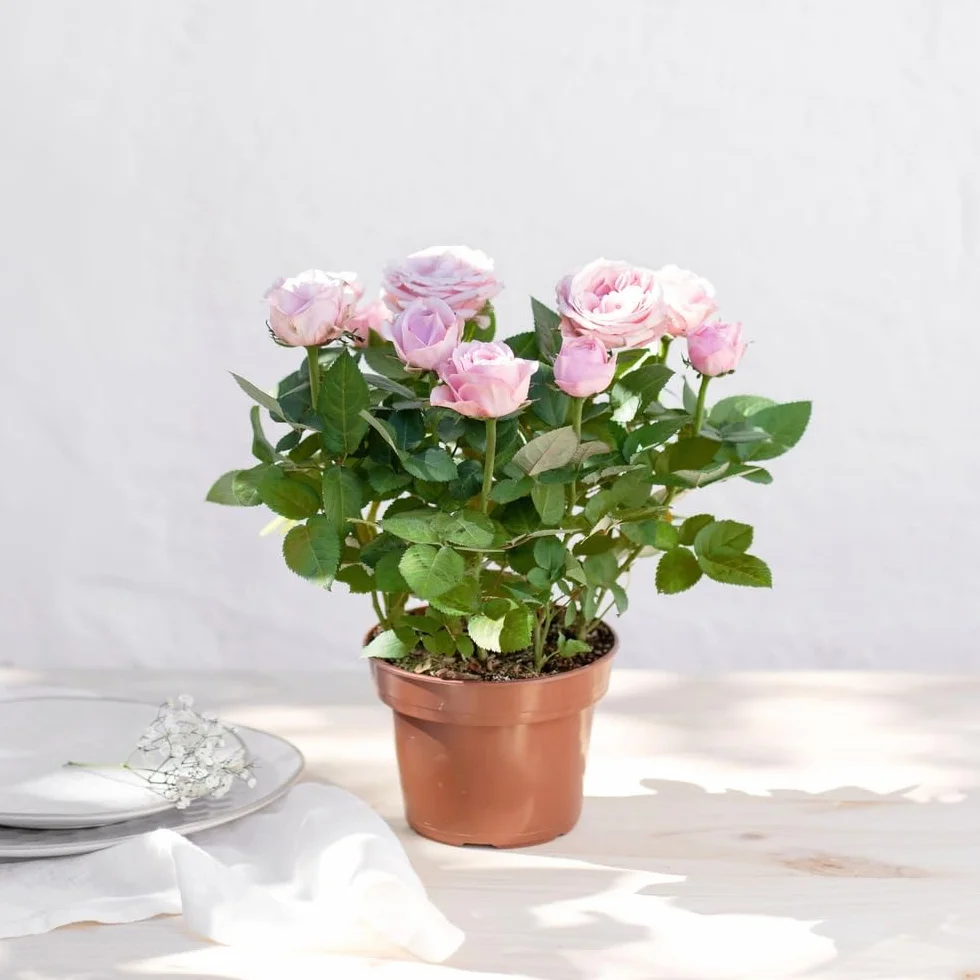 Rosier Rose Avec Cache Pot Plante d'Intérieur Exterieur Cadeau Fête des Mères