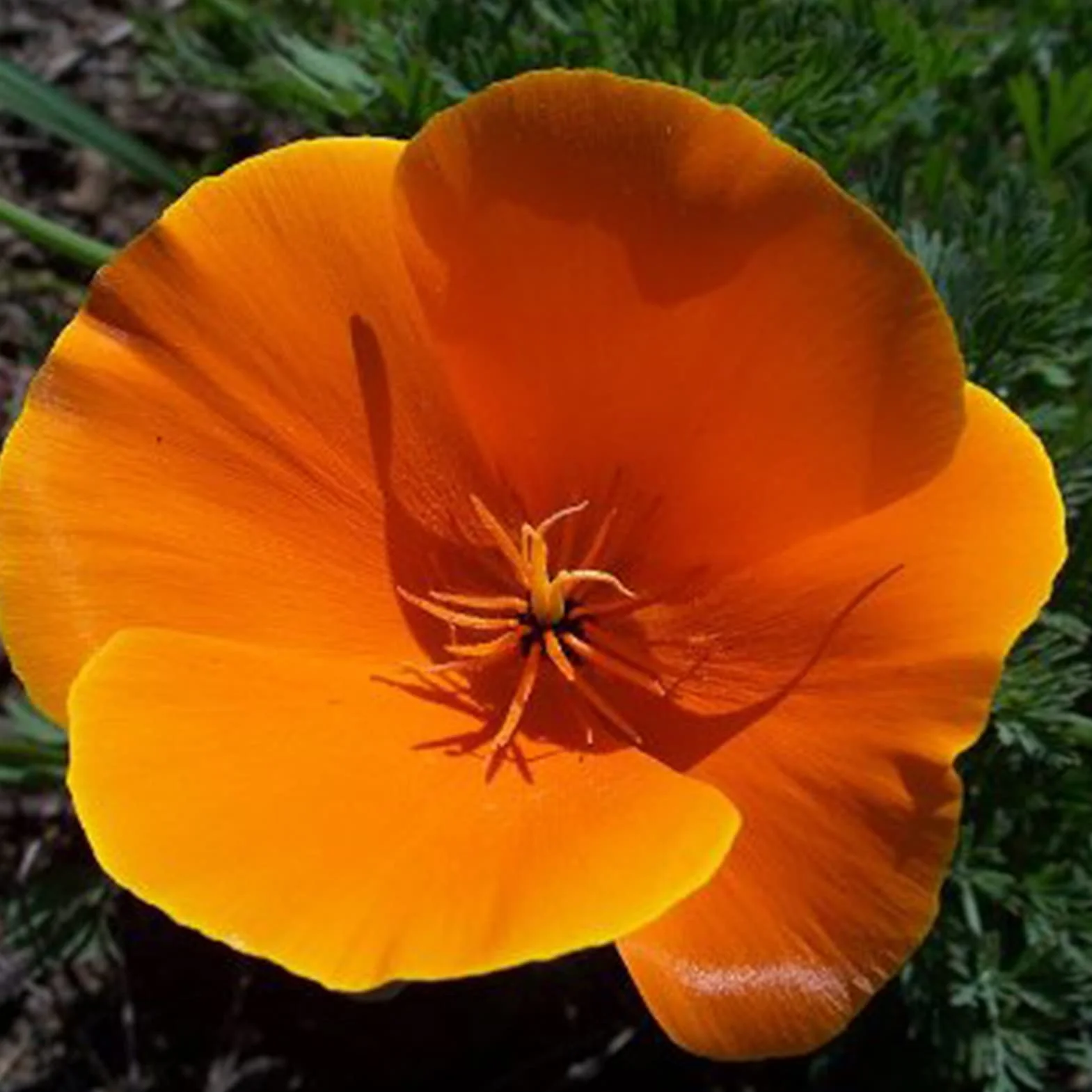 Graines D'Eschscholzia, Graines de Pavot de Californie 100 Pièces, Annuelle Orange Bonsaï Jardin