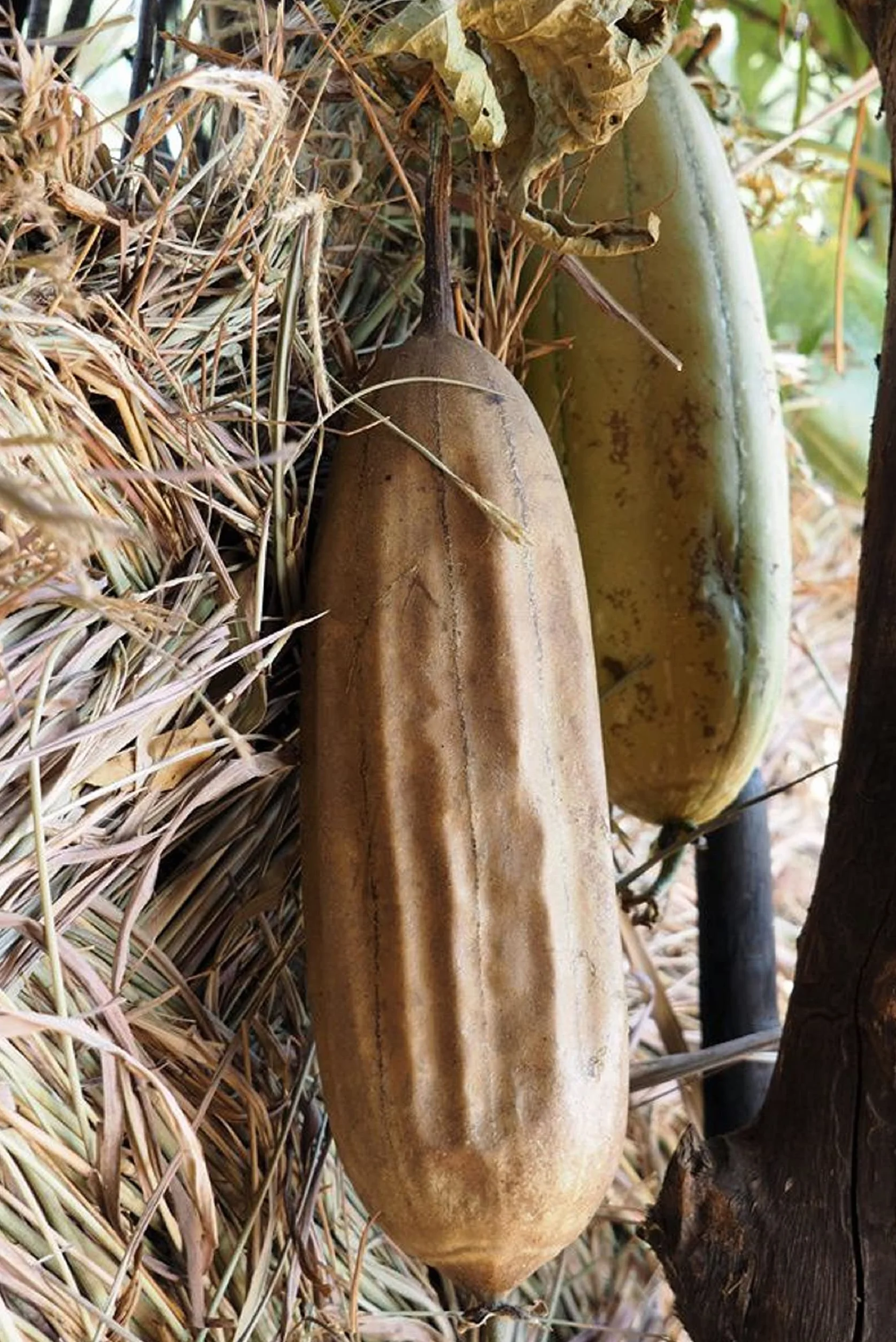 Graines de Courge éponge Luffa - éponge naturelle - semences paysannes