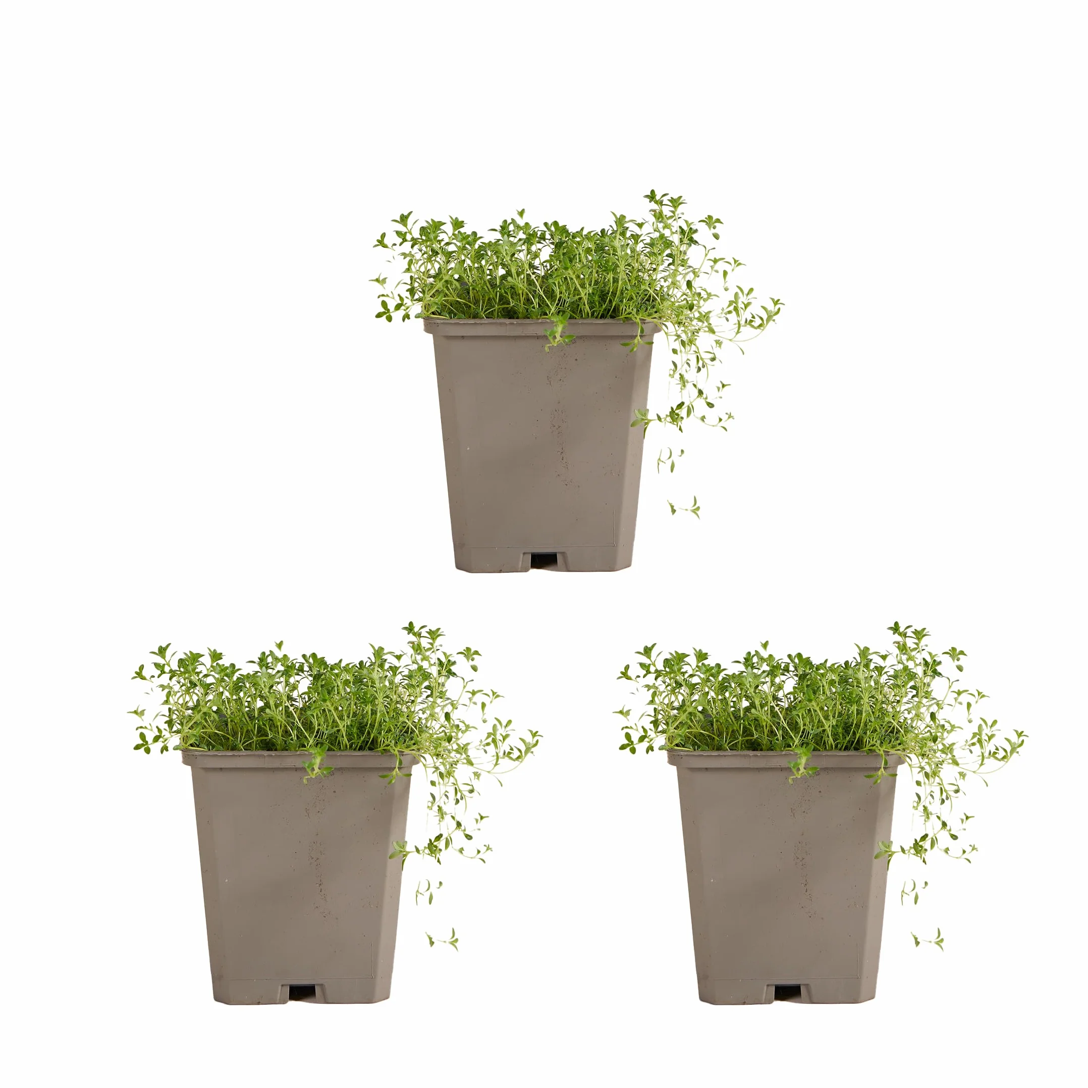 Bloomique Thymus Albiflorus Thym Rampant Rustique Vivace Couvre-sol 10-20 cm Pot 9 cm