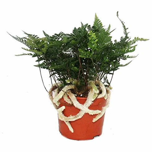 Fougère Humata tyermannii Davallia plante d'intérieur pot 12cm