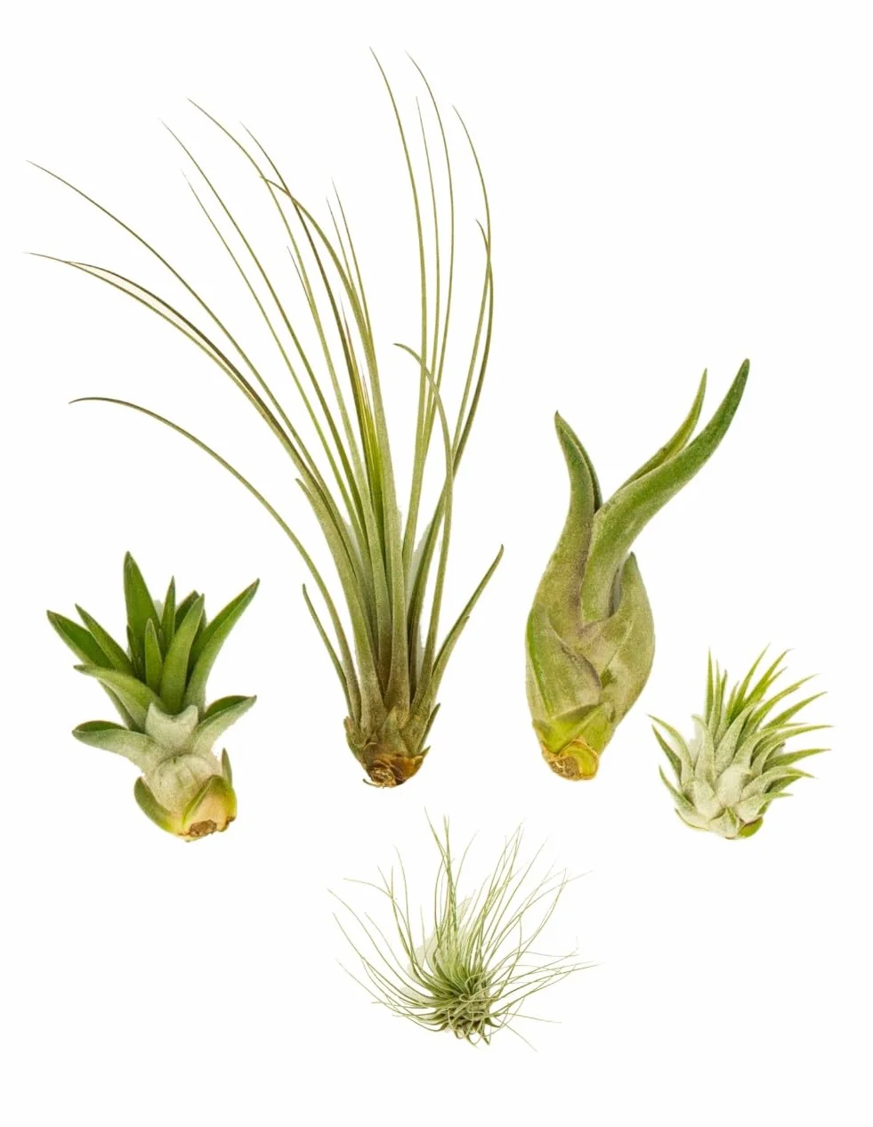 Set de 5 Tillandsia Mini Mix – Plantes Aériennes Air Plants sans Terre, Décoration