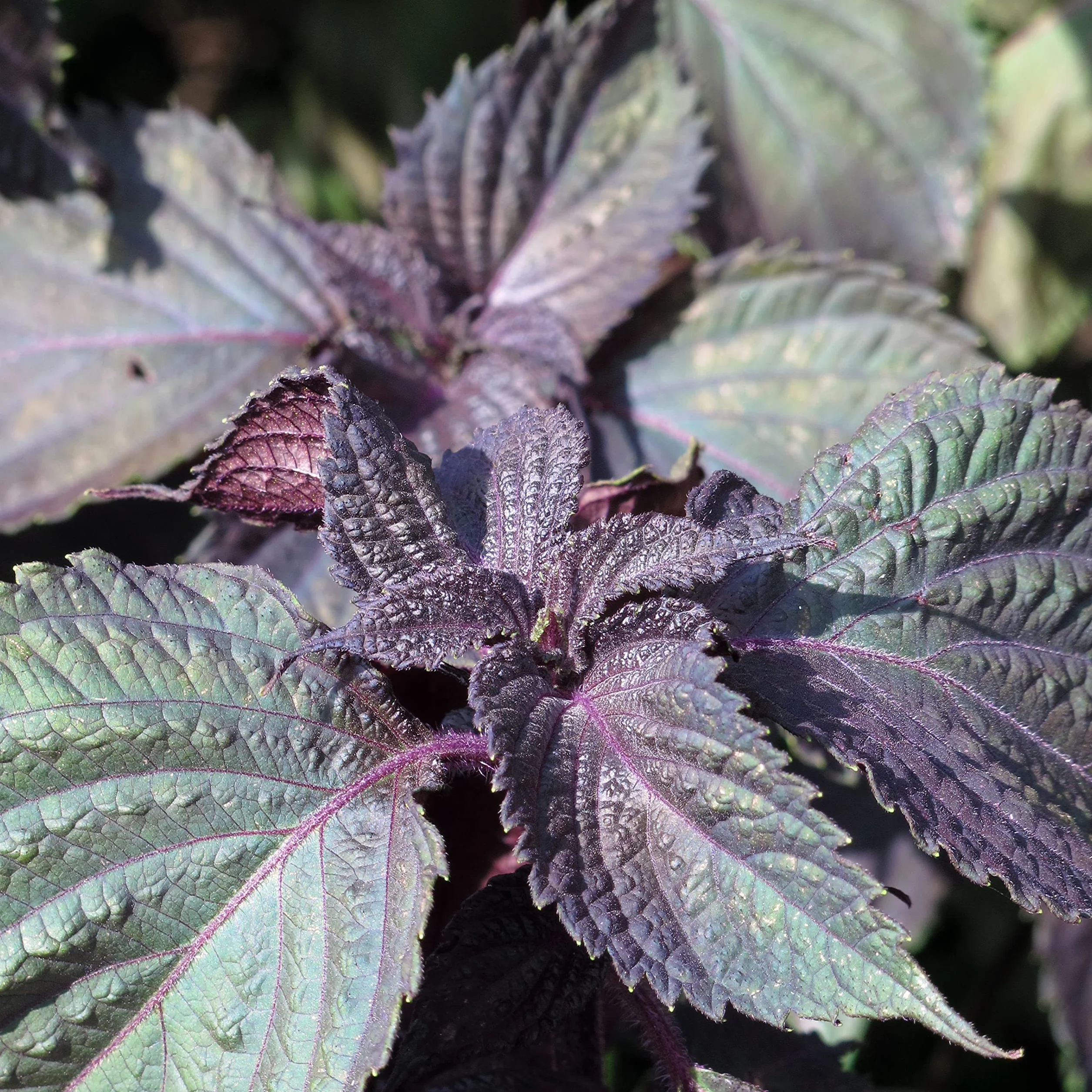 Shiso rouge Perilla frutescens 200 semences