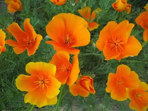 Pavot de Californie Graines de fleurs 1000 Orange