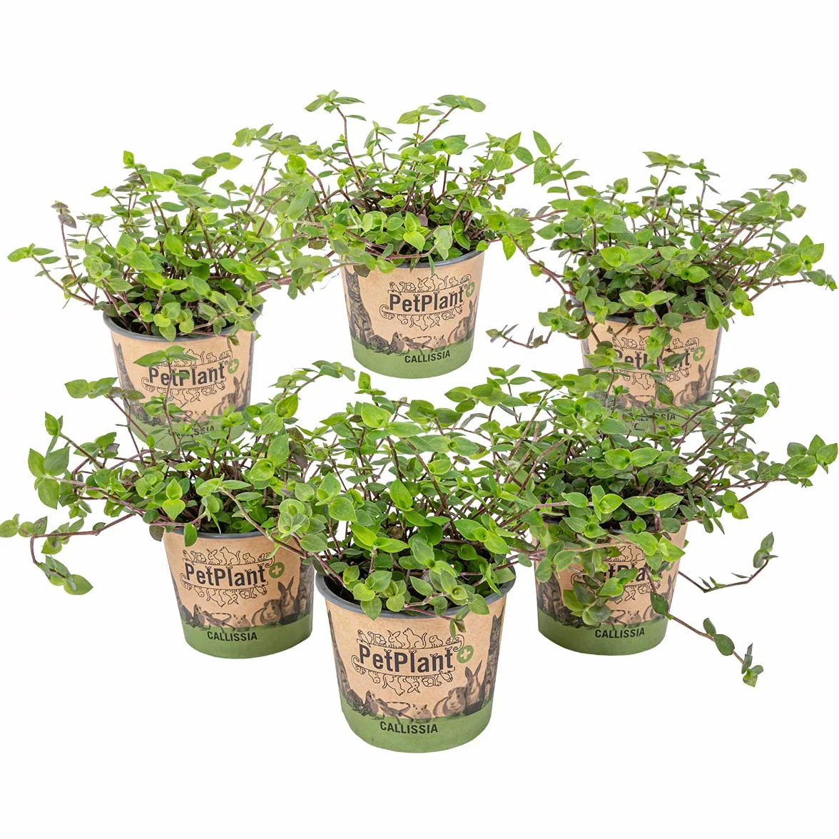 Bloomique Callisia repens Plante tortue d'intérieur 10-20 cm Pot 12 cm