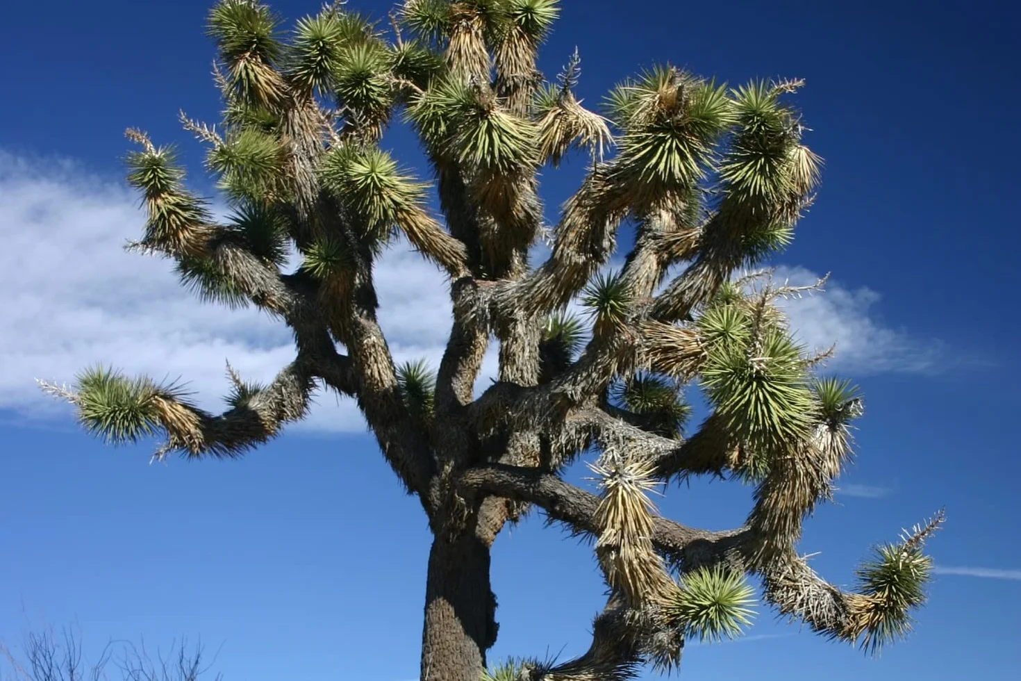 SAFLAX Yucca brevifolia Arbre de Josué 10 graines