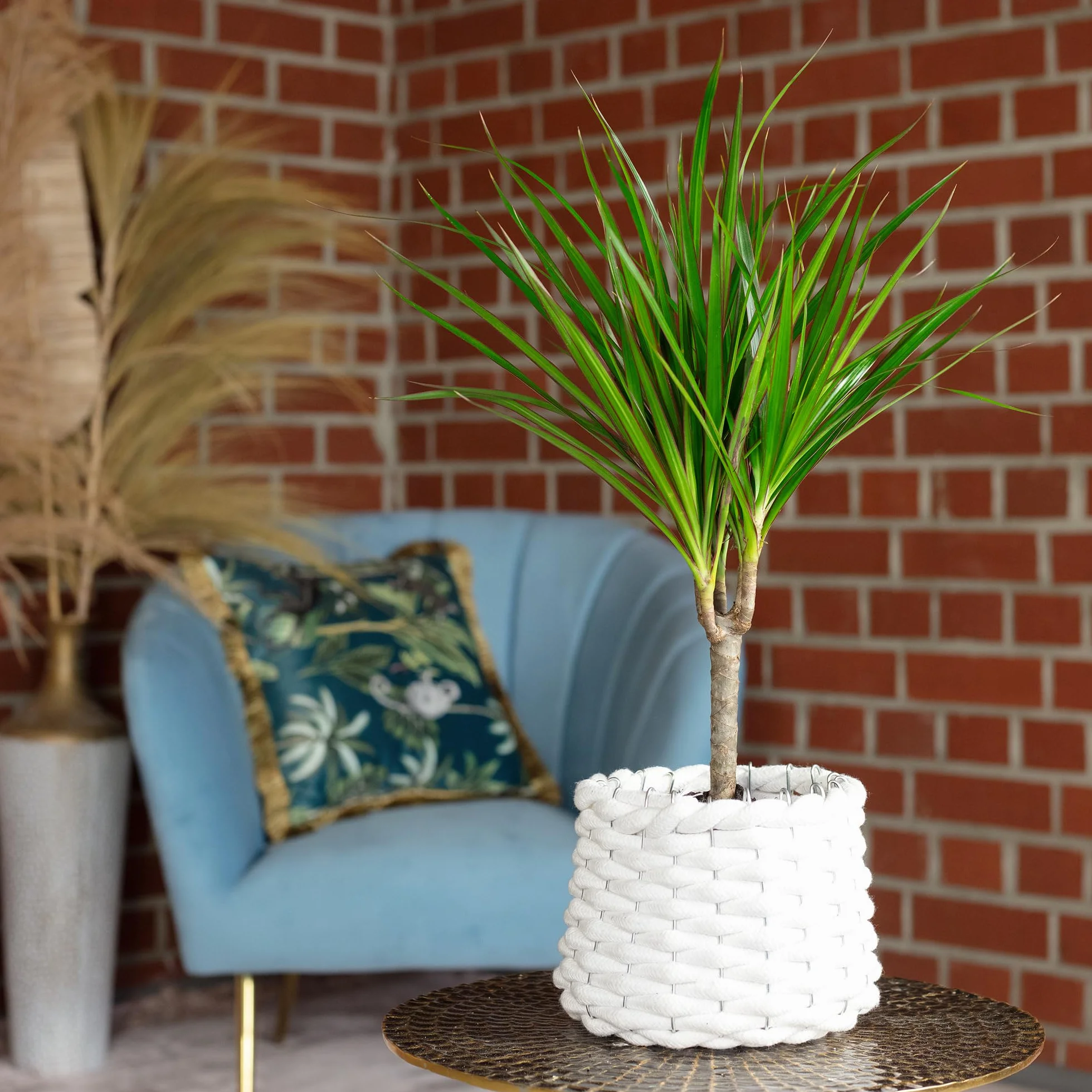 Dracaena Marginata Plante d'intérieur 35 cm Pot 12 cm