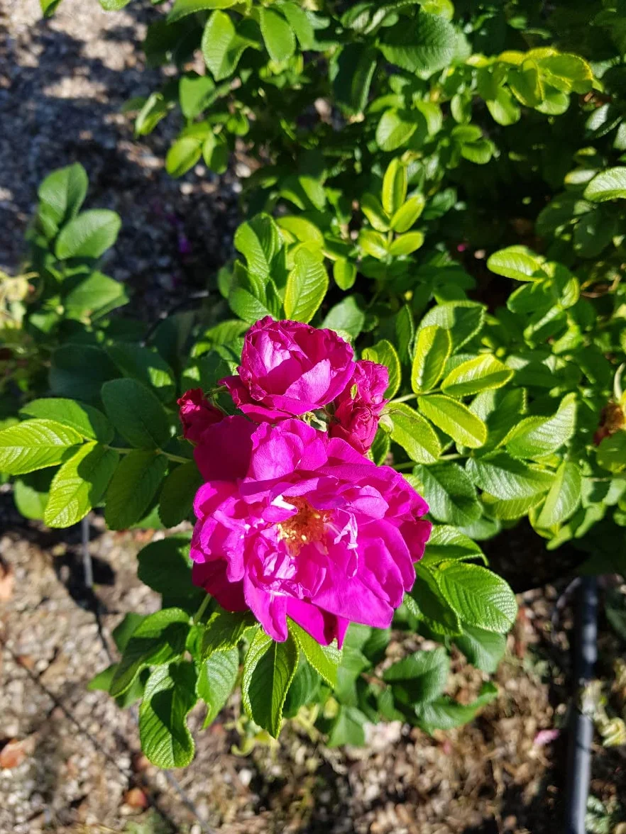 Rosa rugosa 'Roseraie de l'Haÿ' Rosier rugueux pourpre Godet Arbuste fruitier