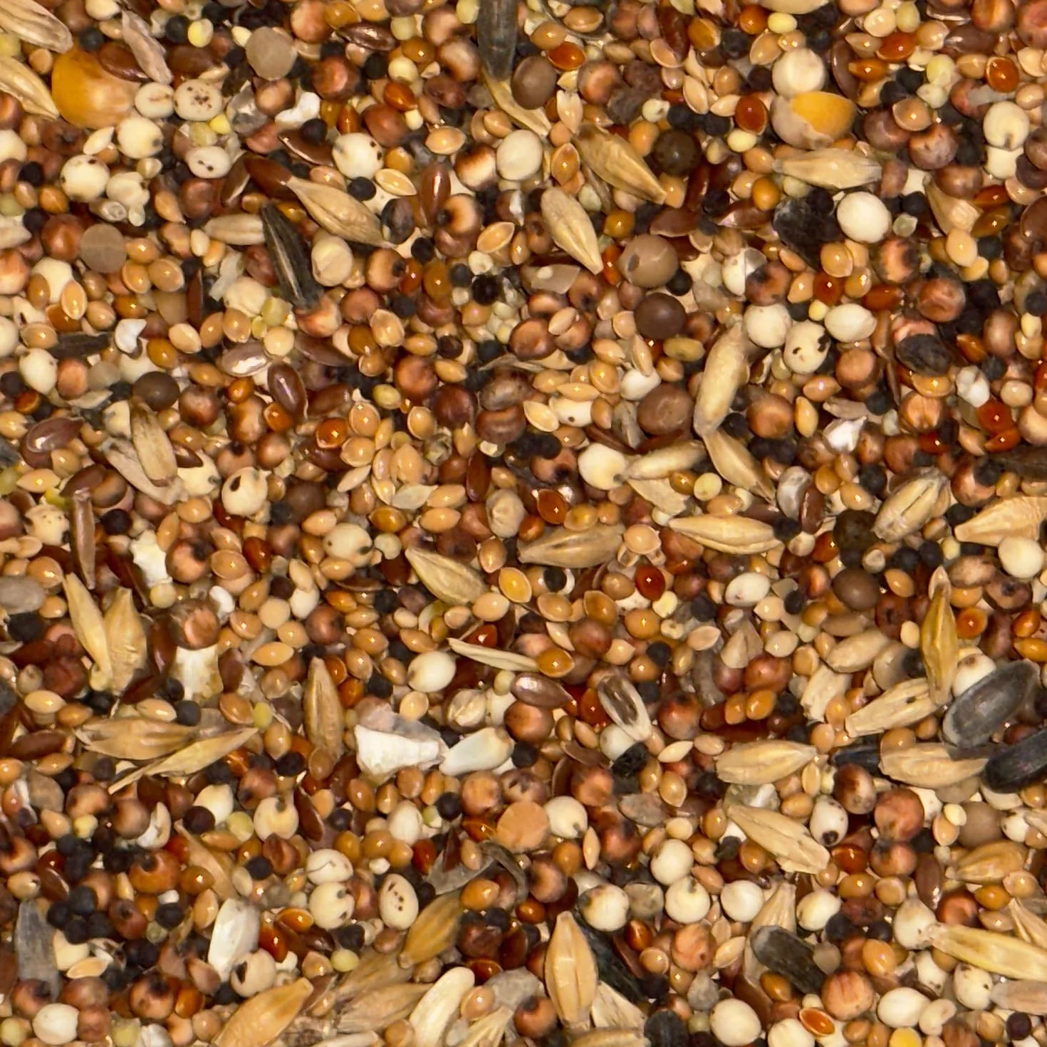 Nourriture pour poulets 20 kg Graines de volaille Non OGM Mélange de grains
