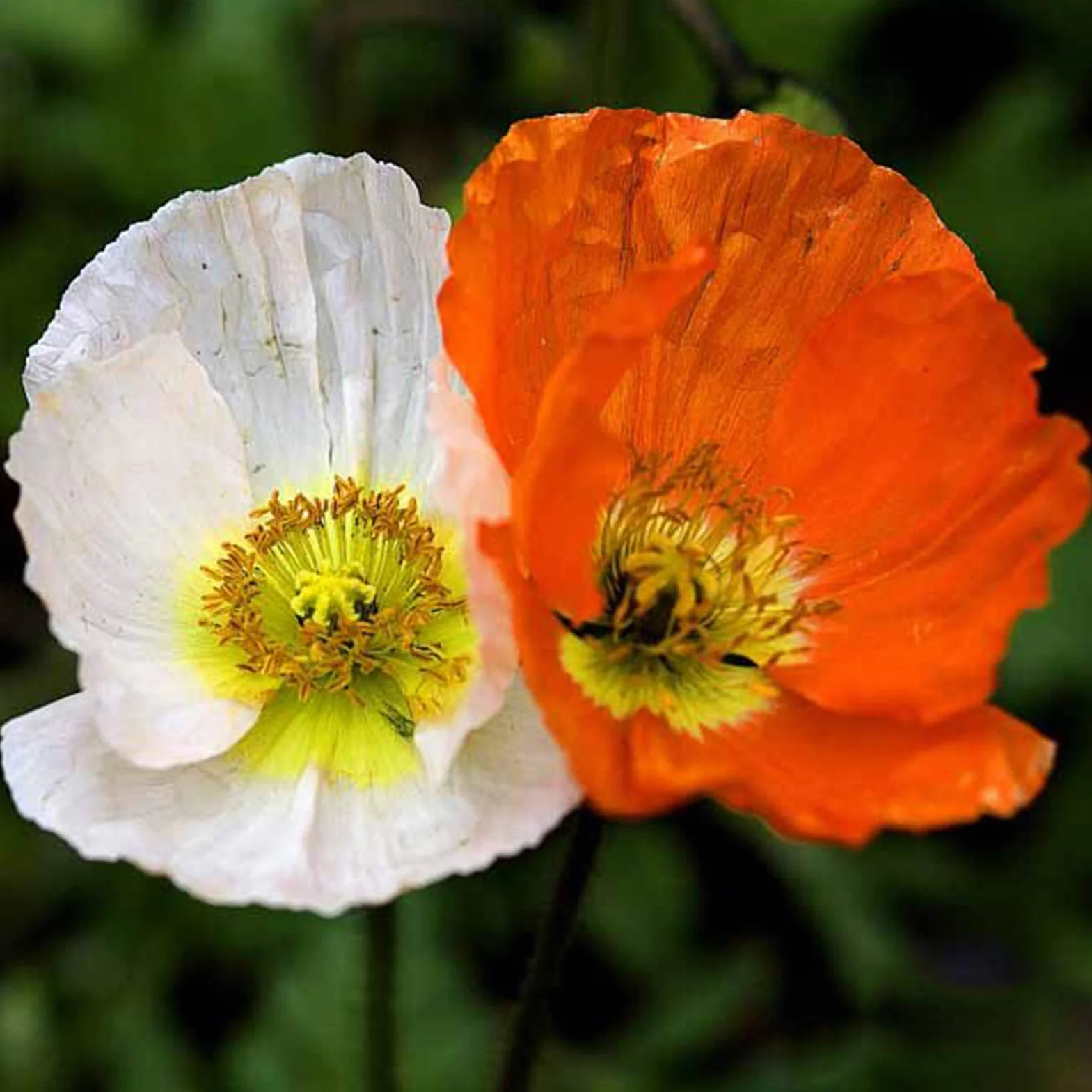 Graines De Papaver Rhoeas, 500 Pièces, Annuelles, Bonne Récolte, Graines De Fleurs De Jardin