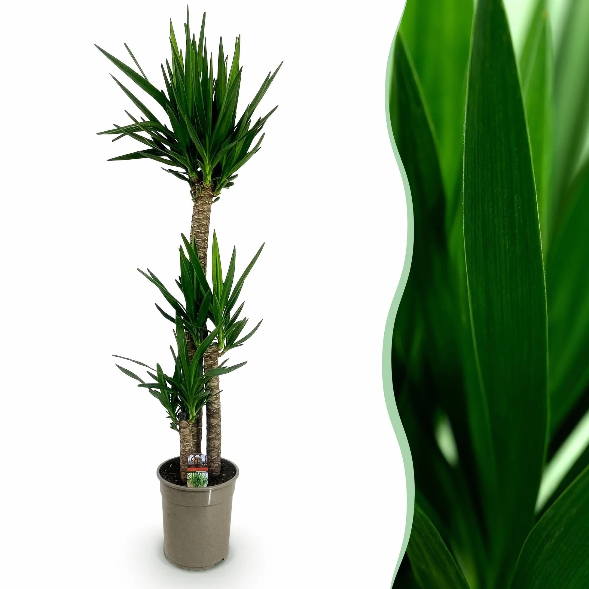 Yucca elephantipes Plante d'intérieur Pot 27cm Hauteur 170cm Vert