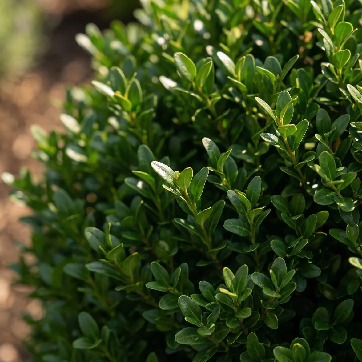 Ilex crenata Jenny - Houx japonais - Lot de 6 - Plante rustique - Hauteur 10-20 cm - Pot 10 cm