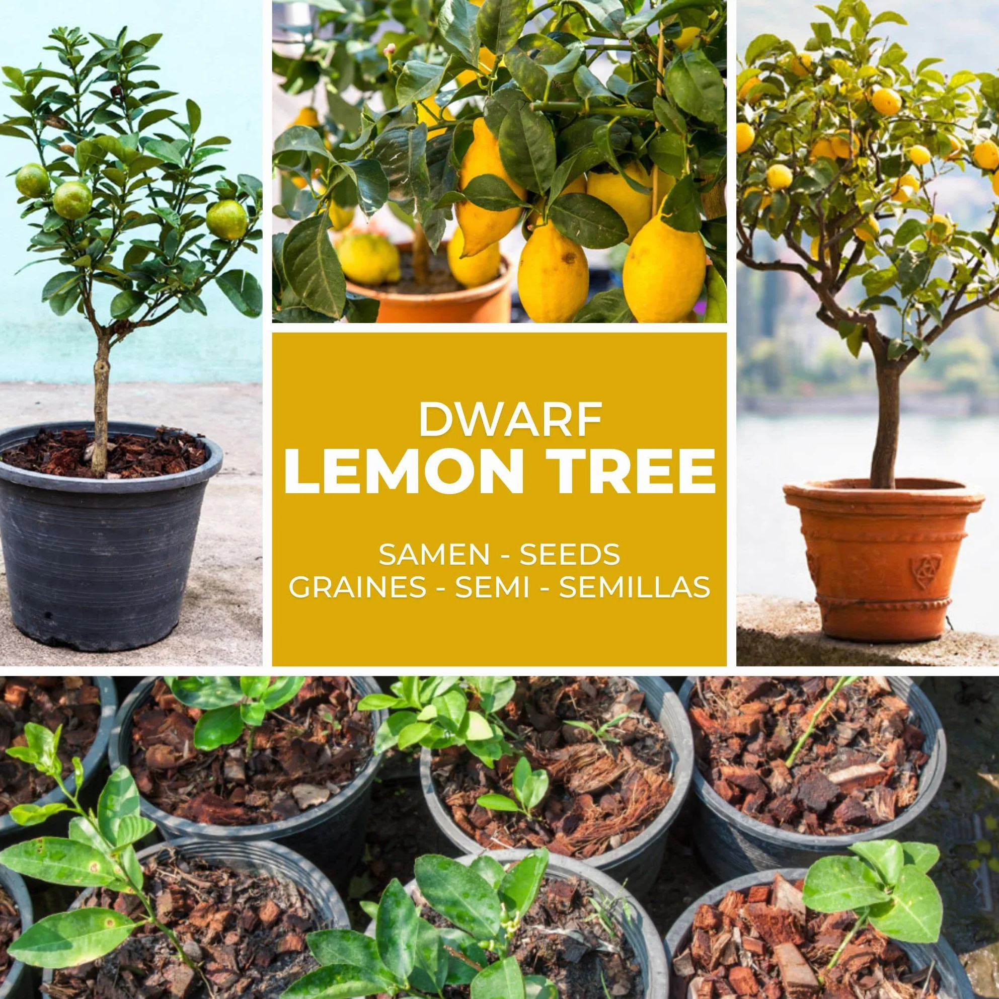 Graines de Citronnier Mini 10 Pcs Bonsaï Semences Plante d'intérieur Vivace