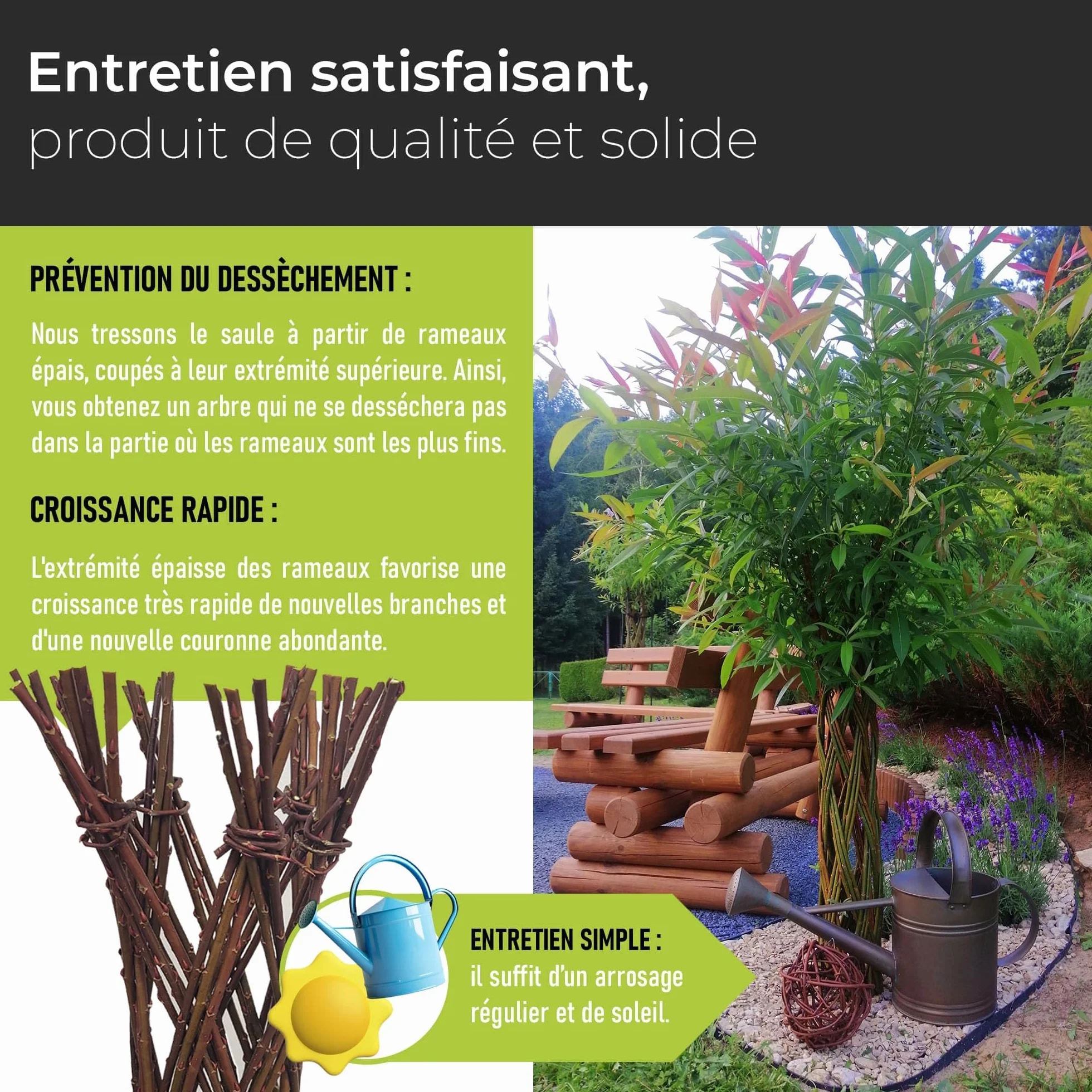 Saule tressé Arbre osier 150 cm - Résistant à l'hiver, Facile d'entretien, Plante décorative pour jardin, balcon, terrasse