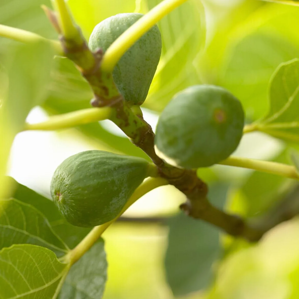 Bloomique Ficus Carica 'Brown Turkey' Figuier Arbres fruitiers Pot 14 cm Hauteur 60-70cm