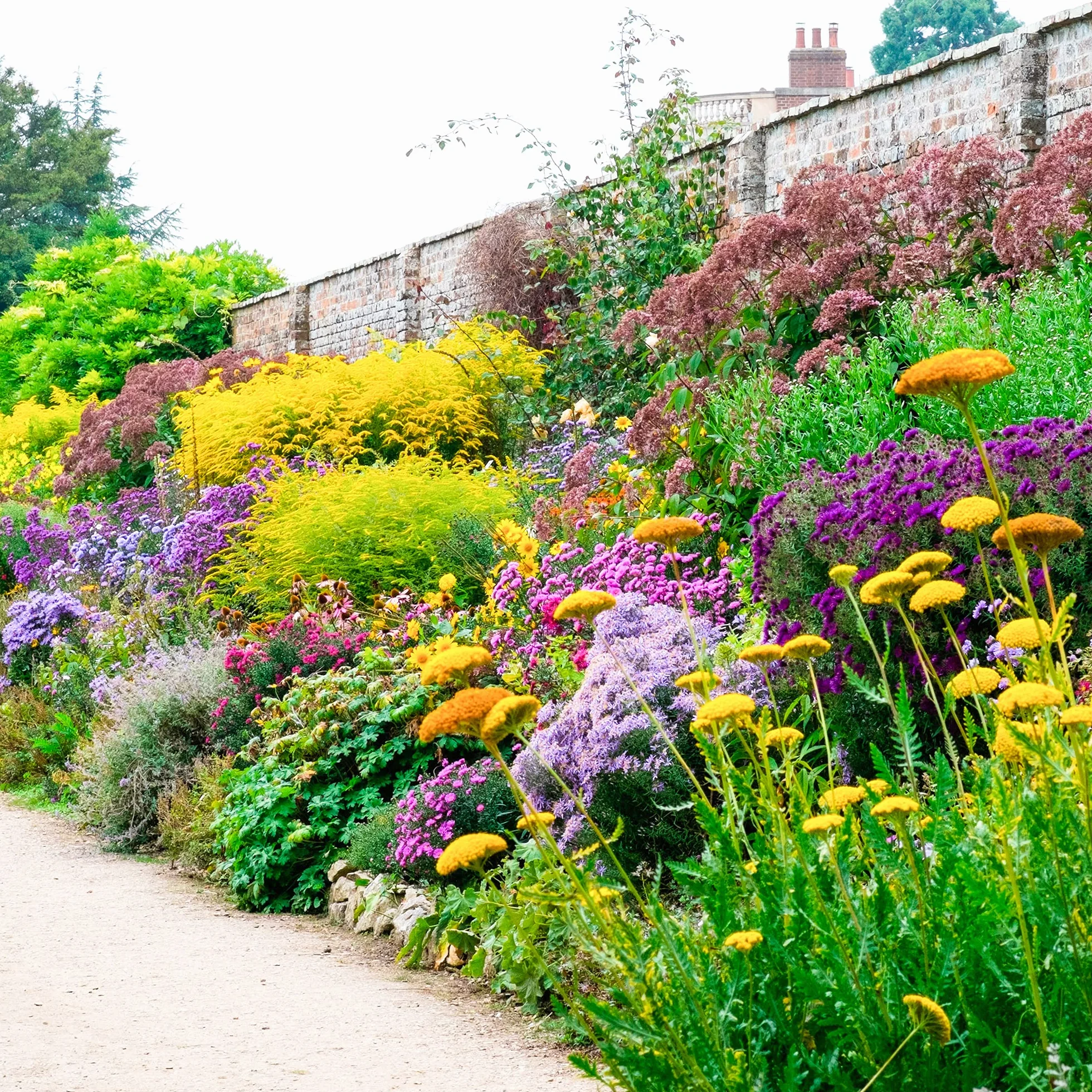 Mélange de 5 plants d'arbustes à fleurs pour jardin extérieur coloré toute l'année