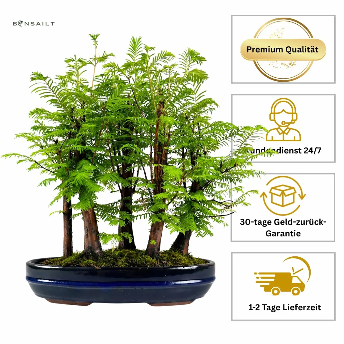Forêt Métaséquoia Bonsaï 29 cm Arbre préhistorique vivant d'intérieur/extérieur Plante décorative