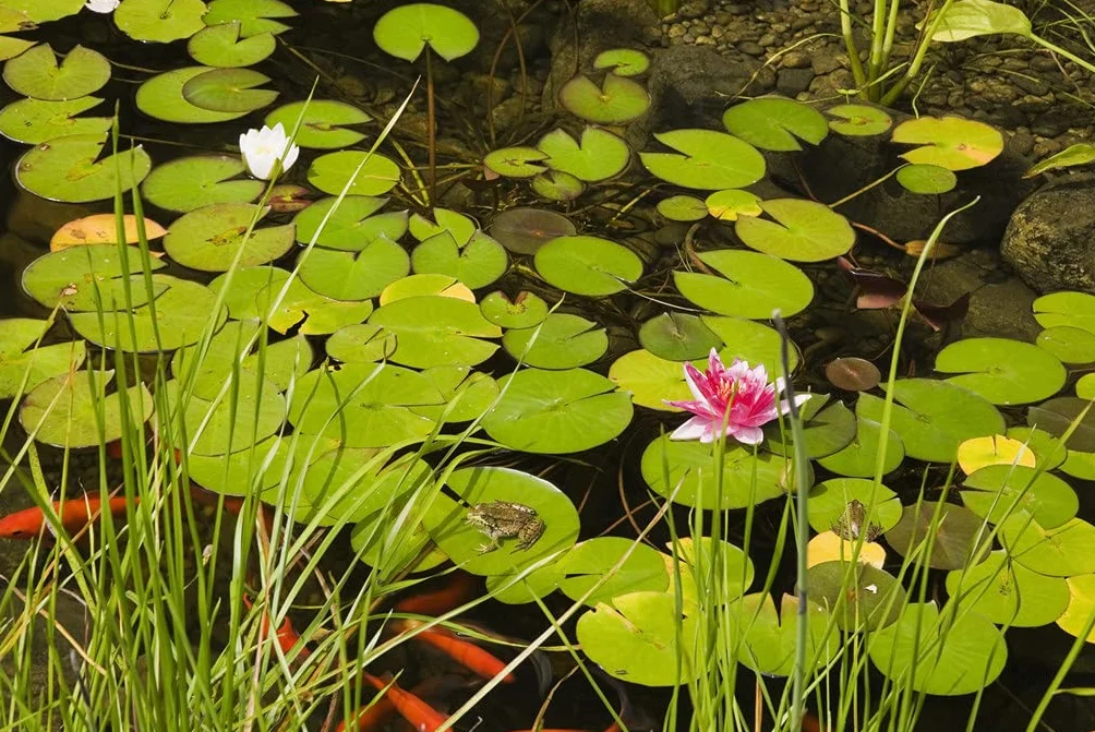 Bloomique Nymphaea Attraction Nénuphar Rouge Plantes de bassin Rustique Hauteur 10-20 cm Pot 11 cm