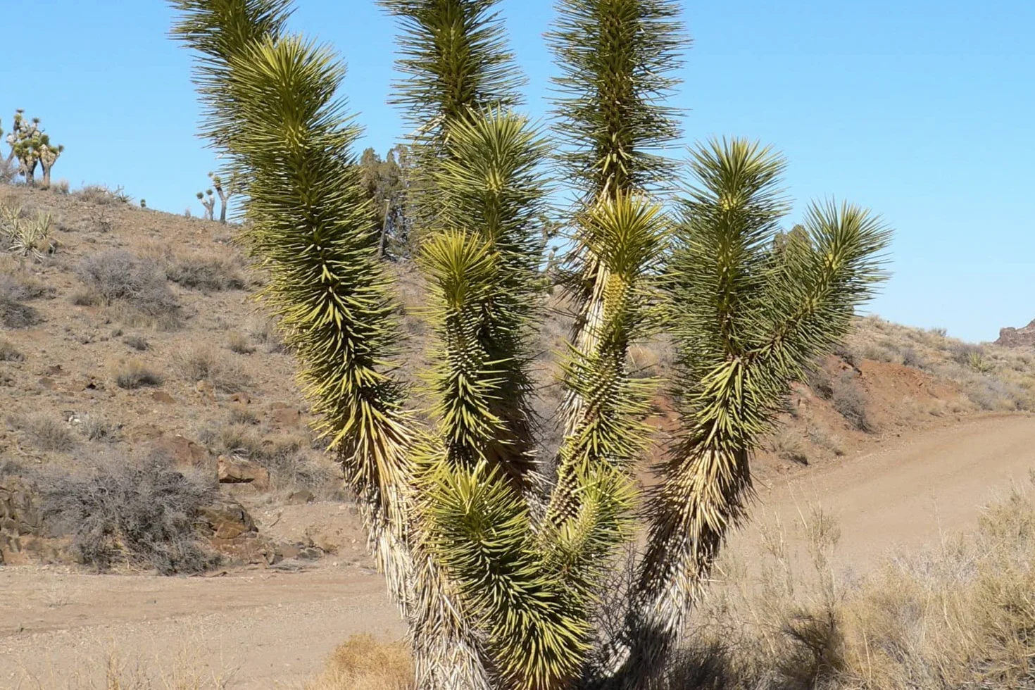 SAFLAX Yucca brevifolia Arbre de Josué 10 graines