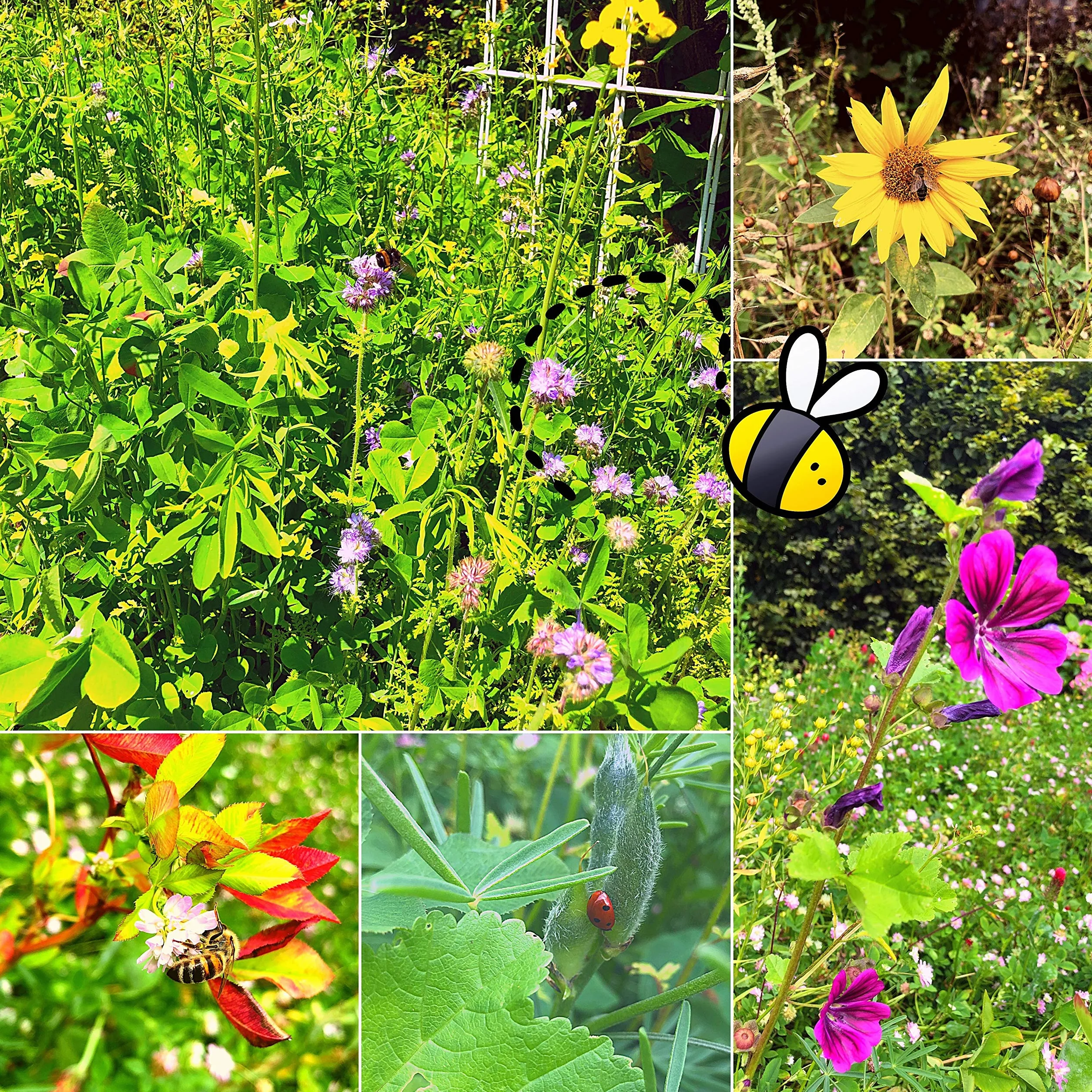 Graines de prairie colorées 100 g pour abeilles et papillons - Fleurs sauvages multicolores riches en nectar