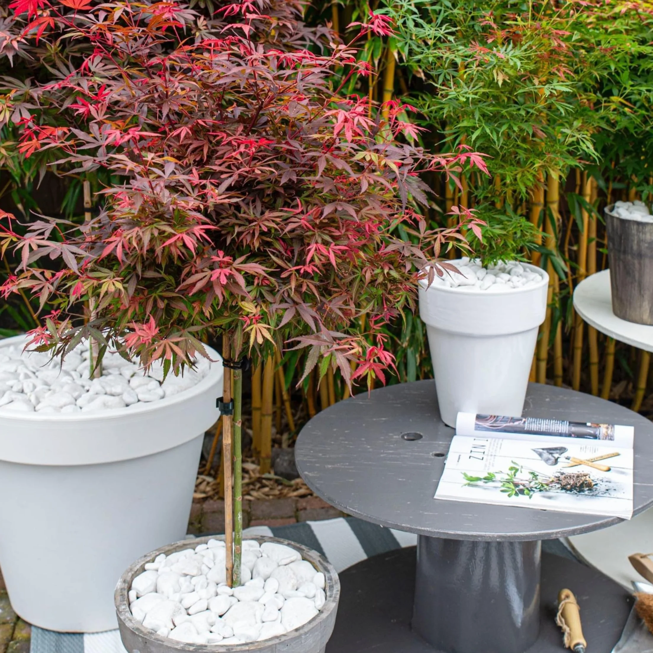 Acer palmatum 'Shaina' - Érable du Japon - Pot 19cm - Hauteur 80-90cm